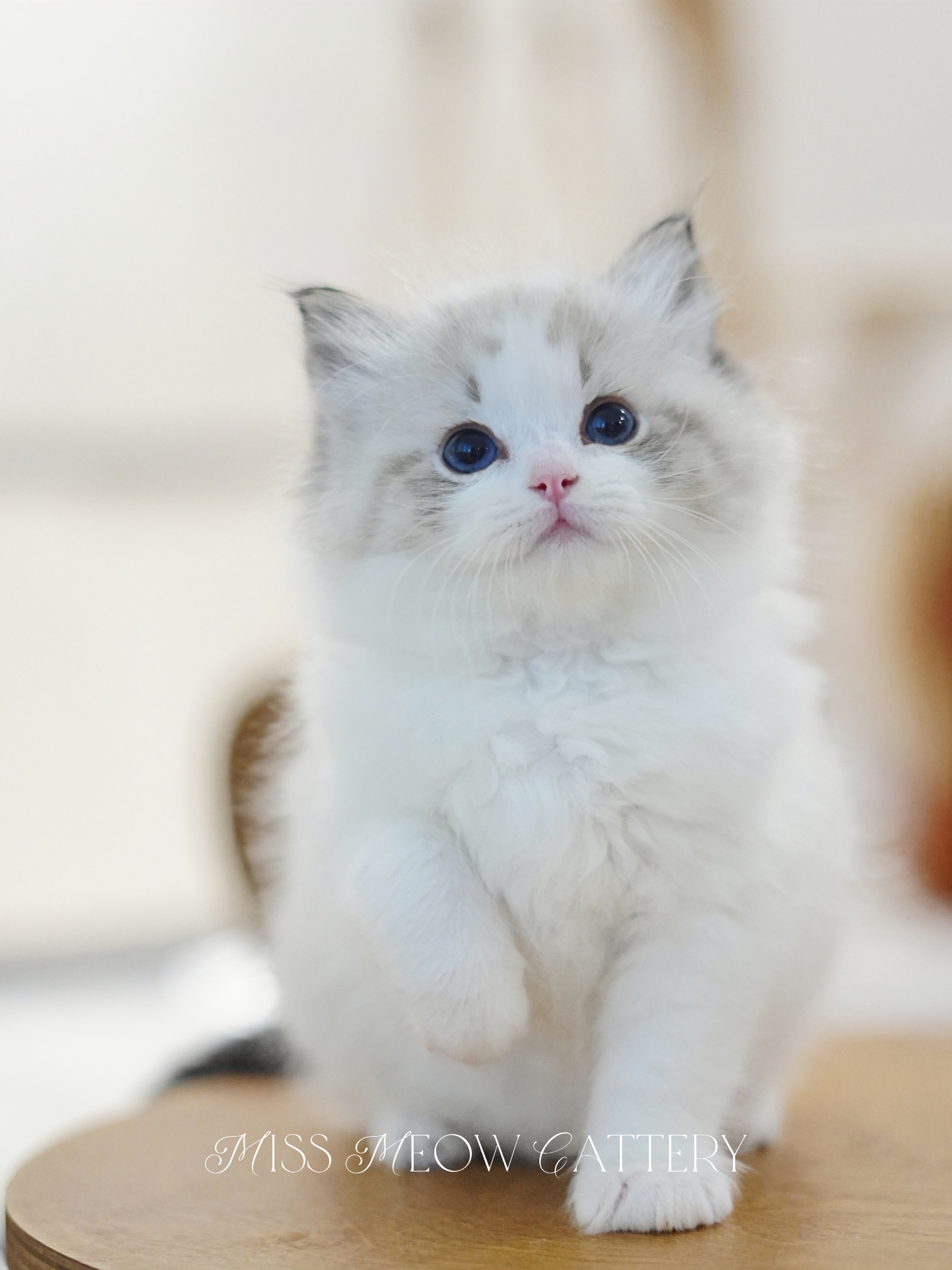 晏昼｜Samson 照片 3