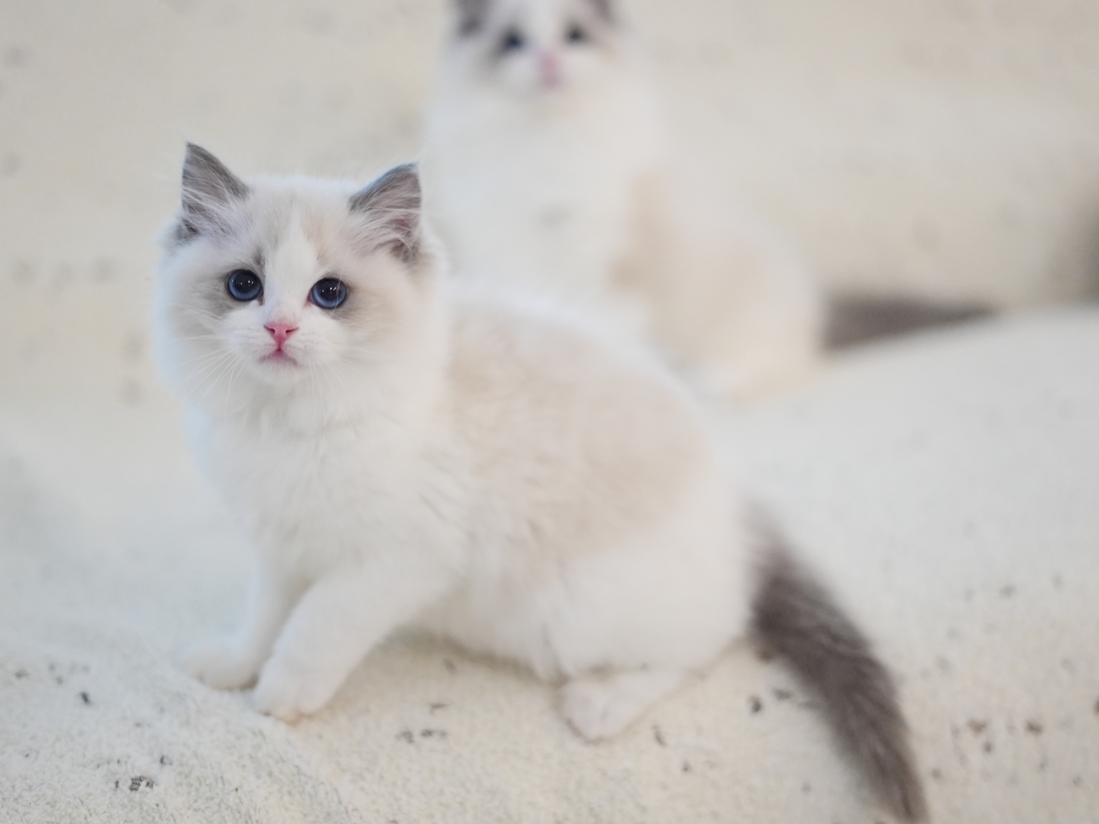 望舒｜Atlas 照片 1