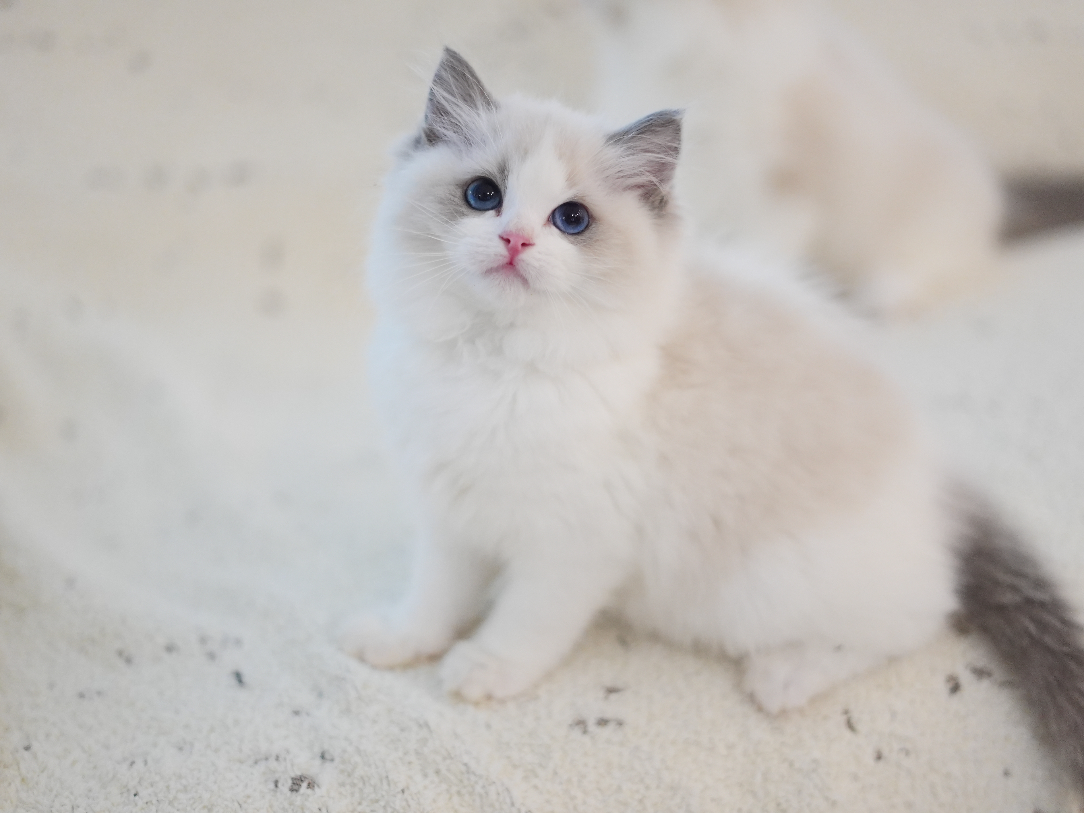 望舒｜Atlas 照片 2