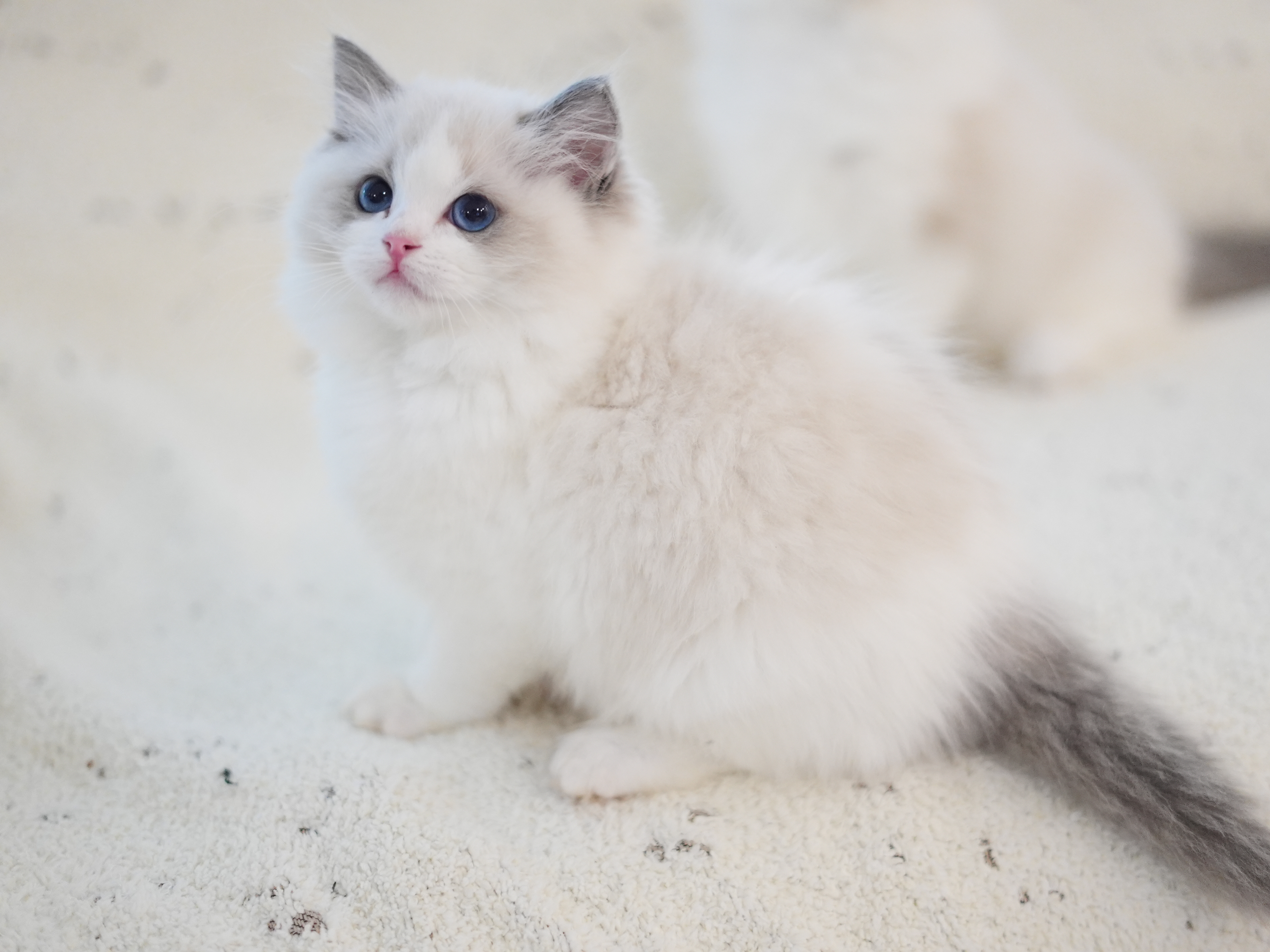 望舒｜Atlas 照片 3