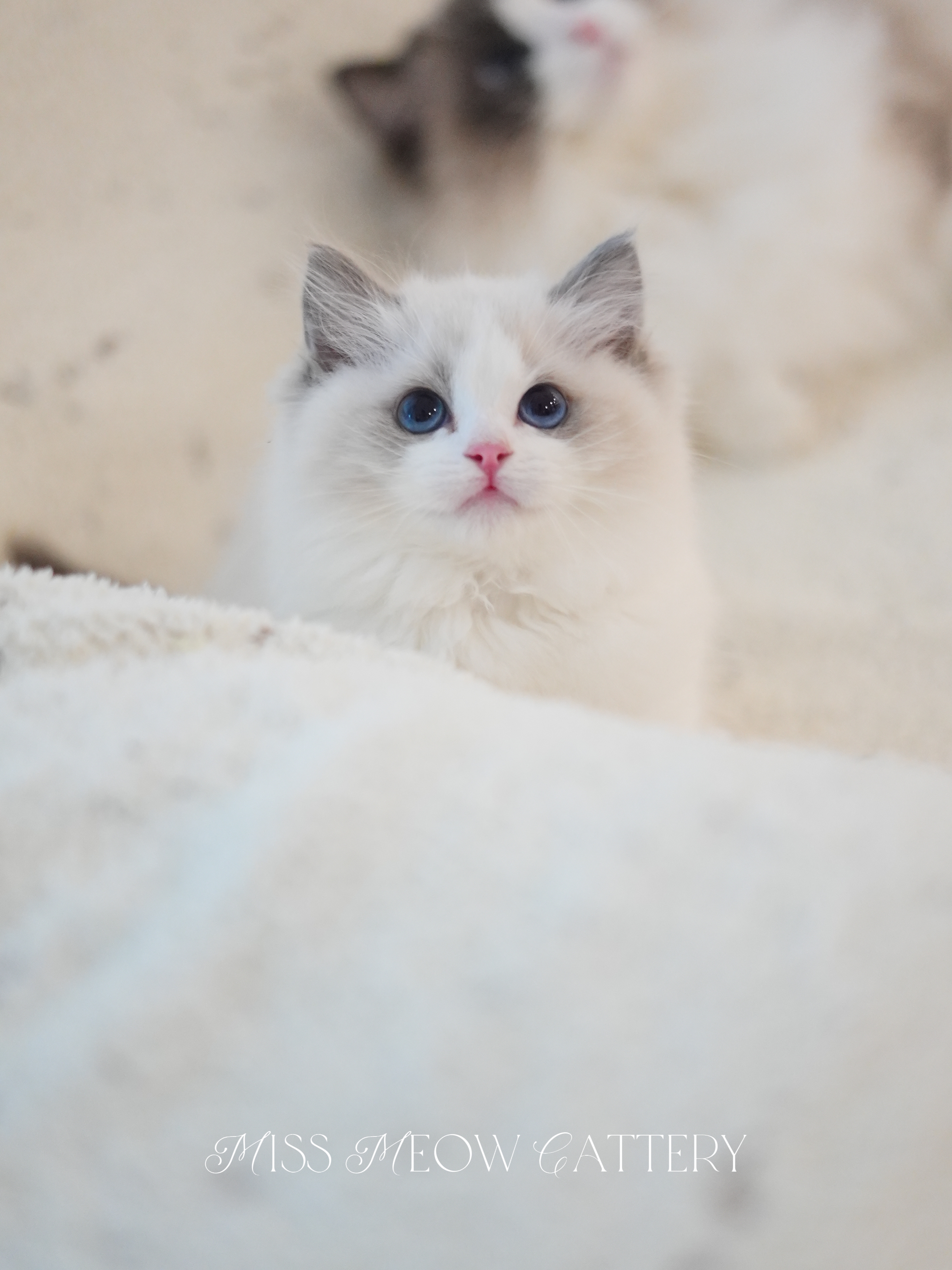 望舒｜Atlas 照片 4