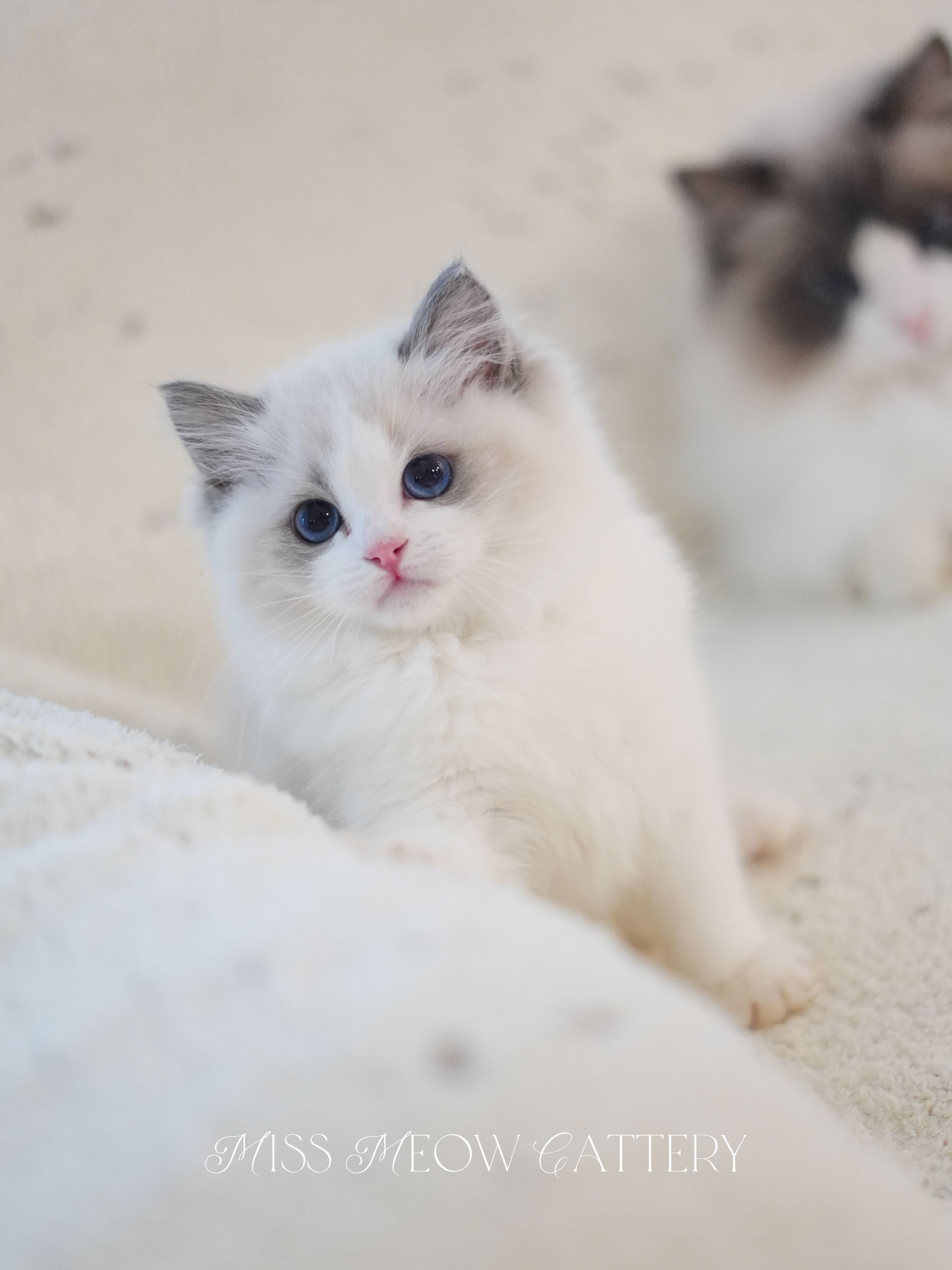 望舒｜Atlas 照片 5