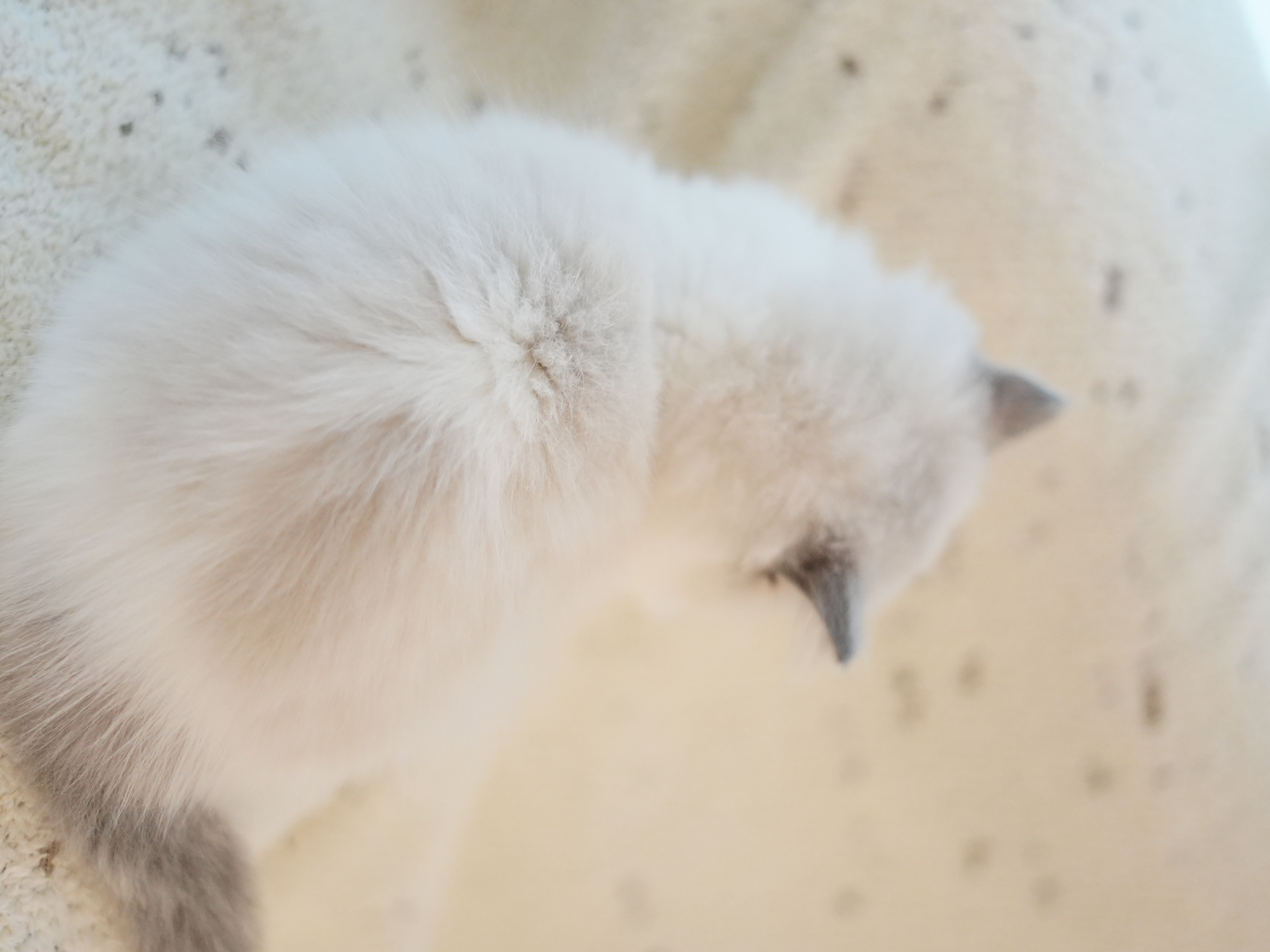 望舒｜Atlas 照片 7