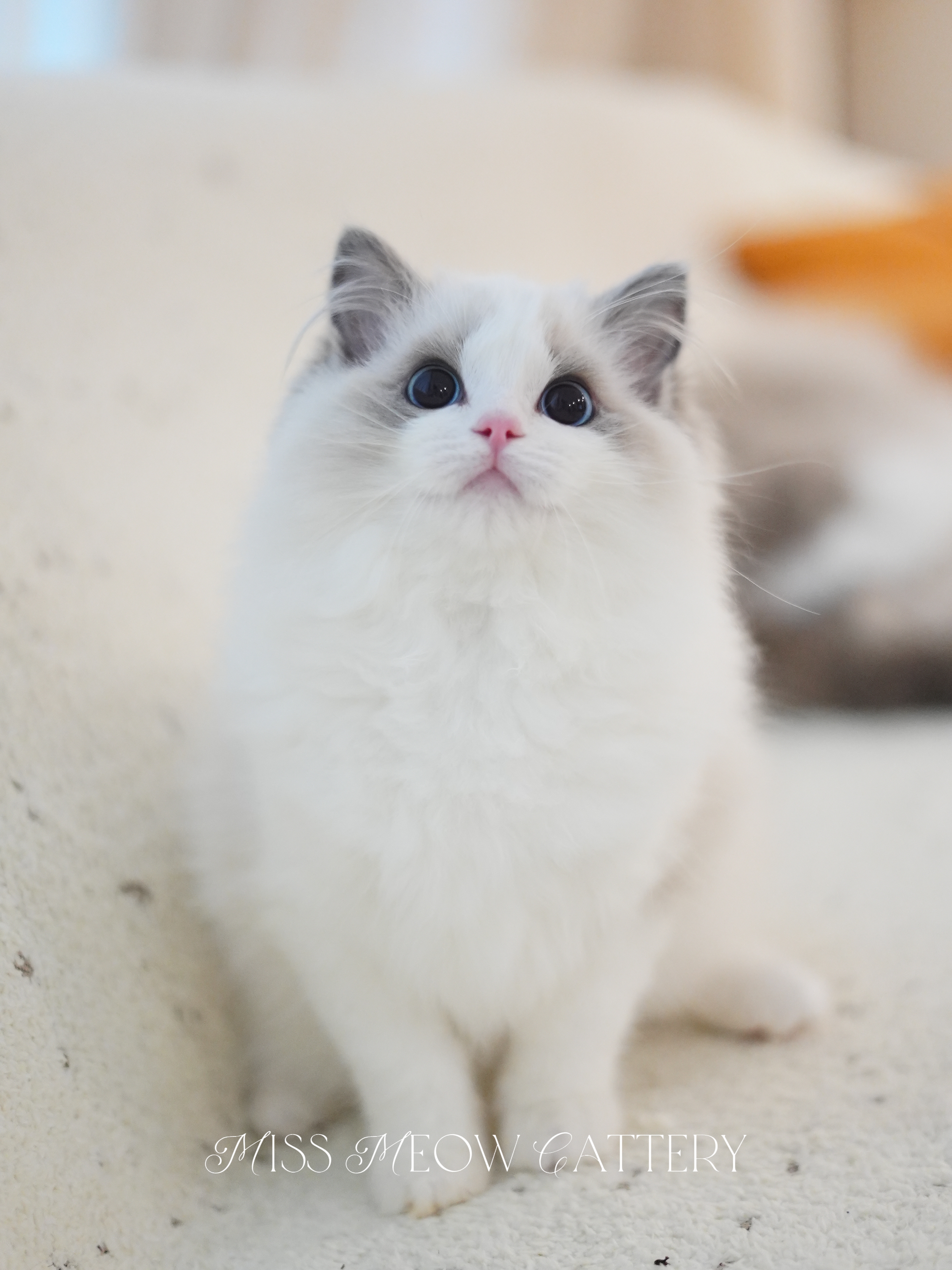 梦鲲｜Oneiros 照片 2