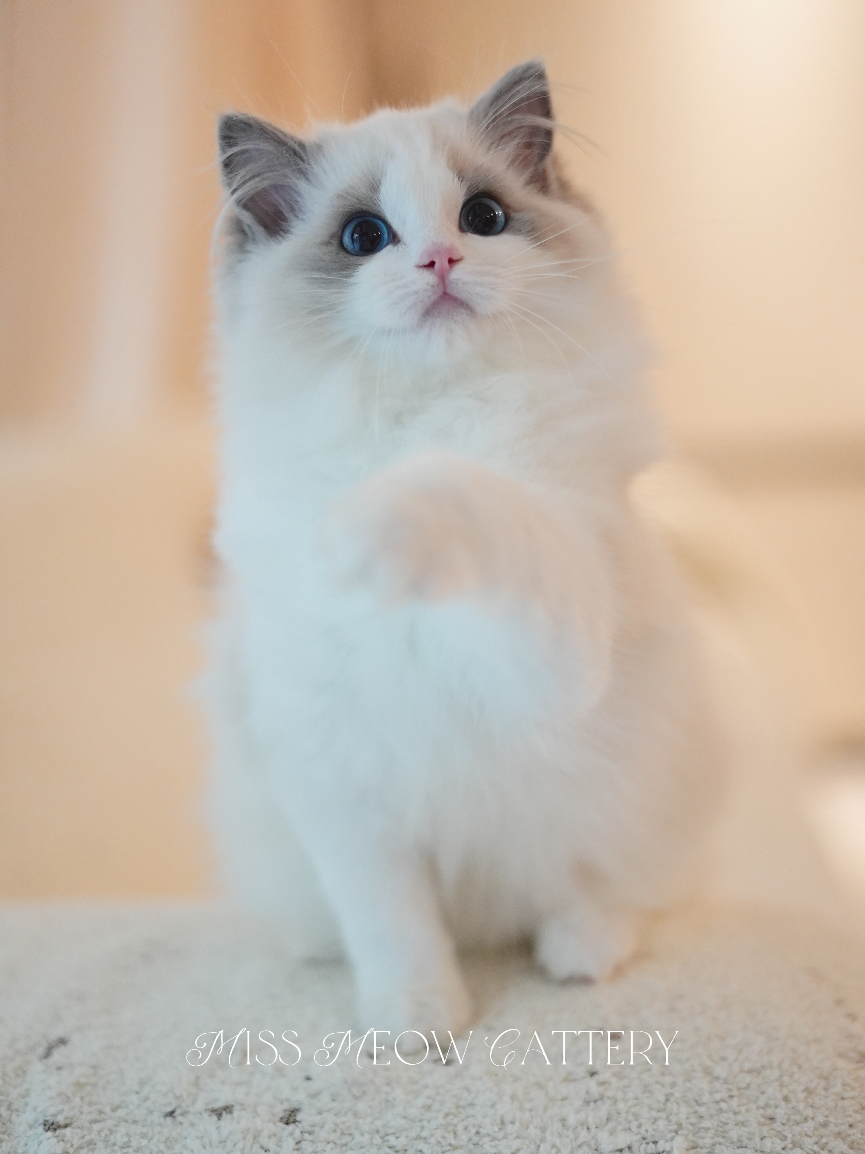 梦鲲｜Oneiros 照片 3