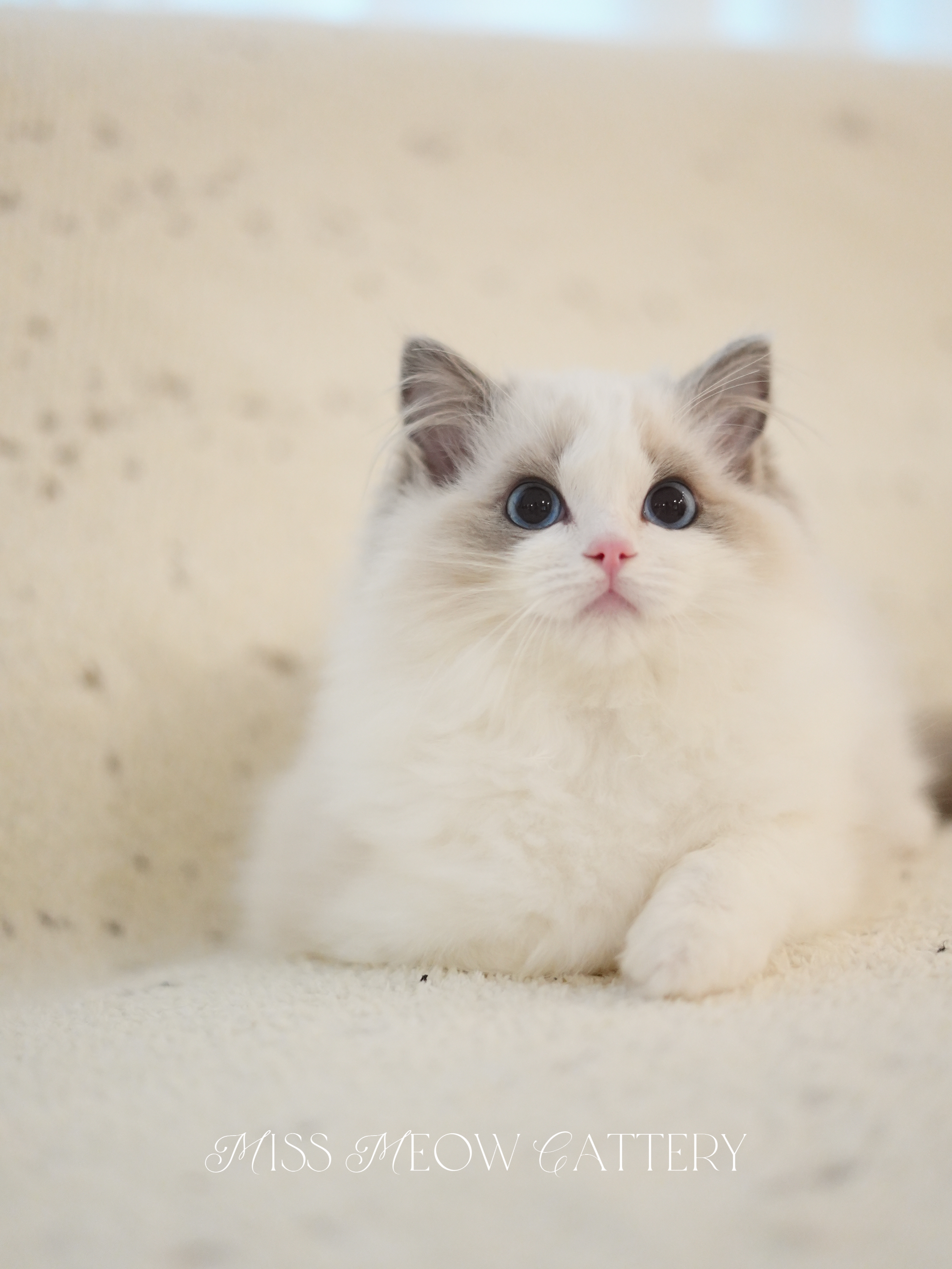 梦鲲｜Oneiros 照片 4