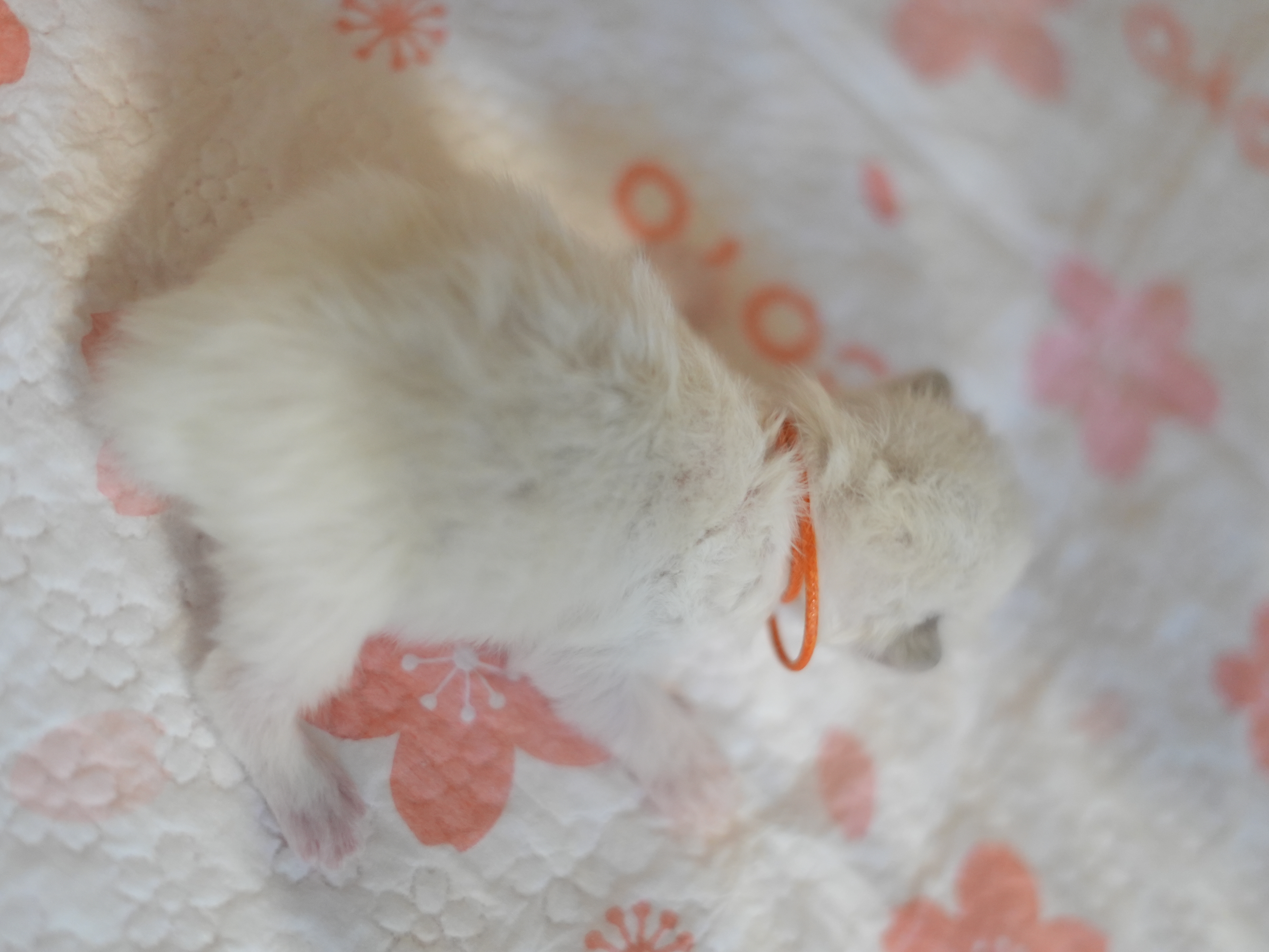 松露｜Truffle