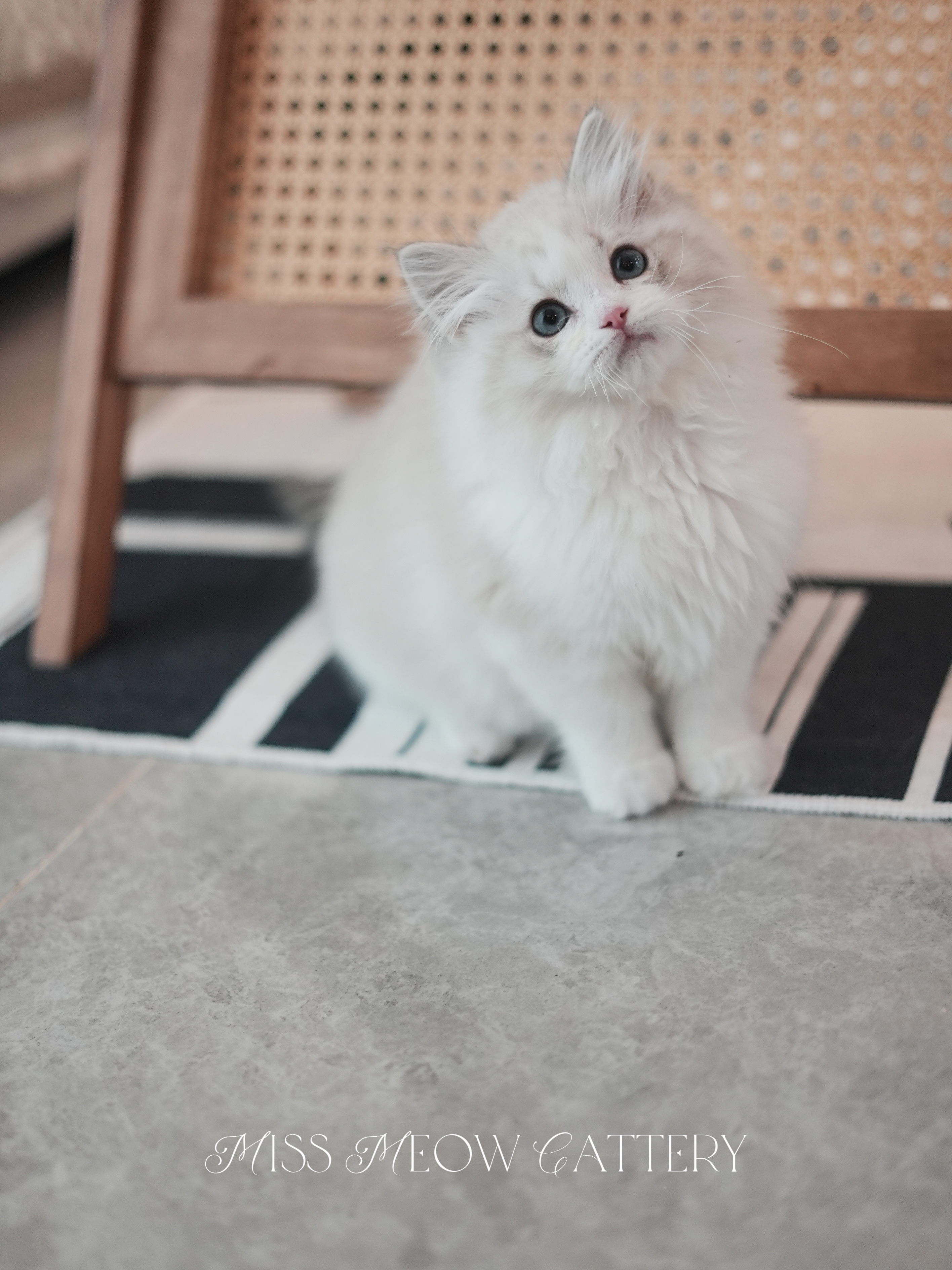 曦辙｜Phaethon 照片 2