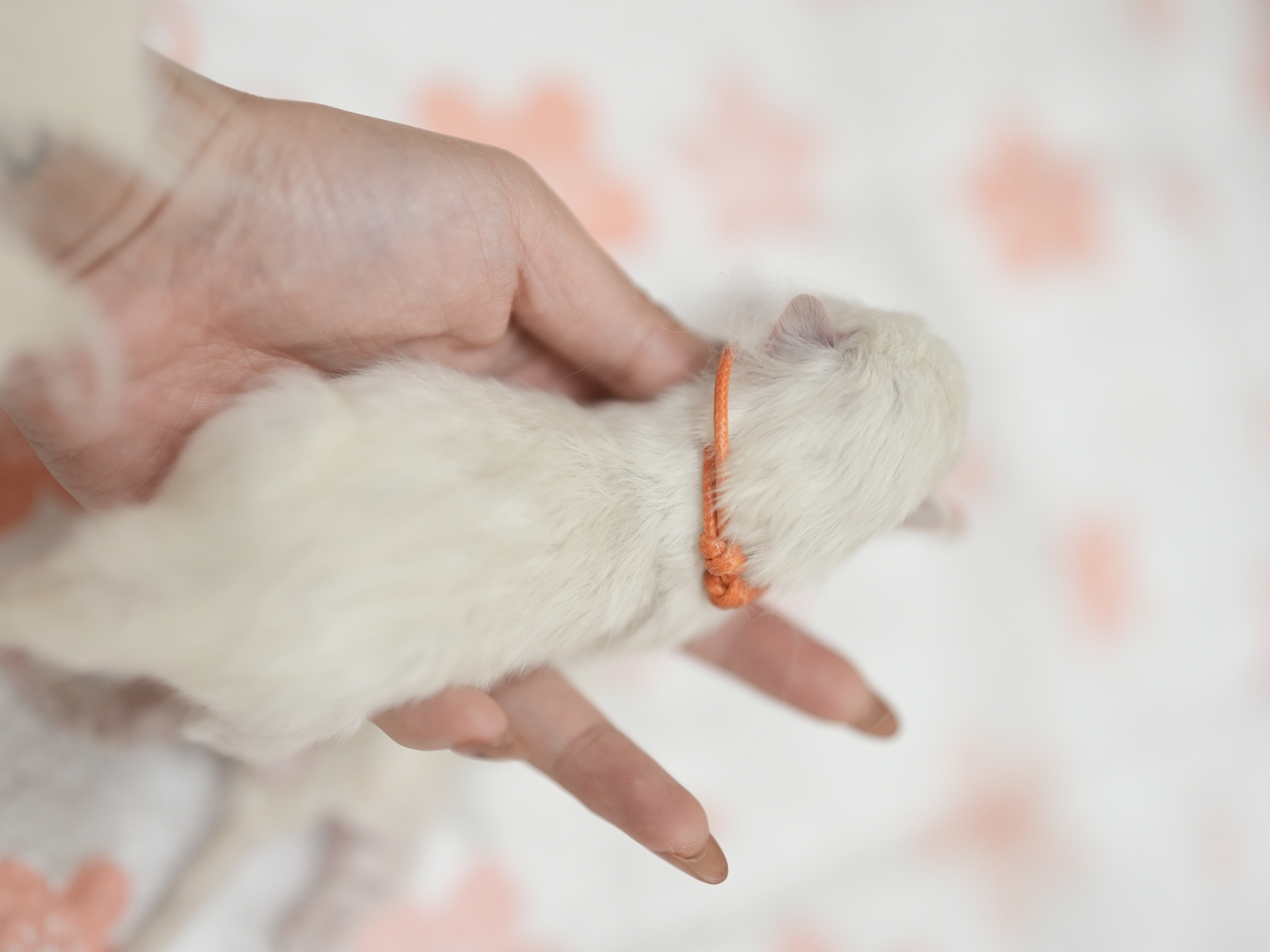 可可｜Cocoa