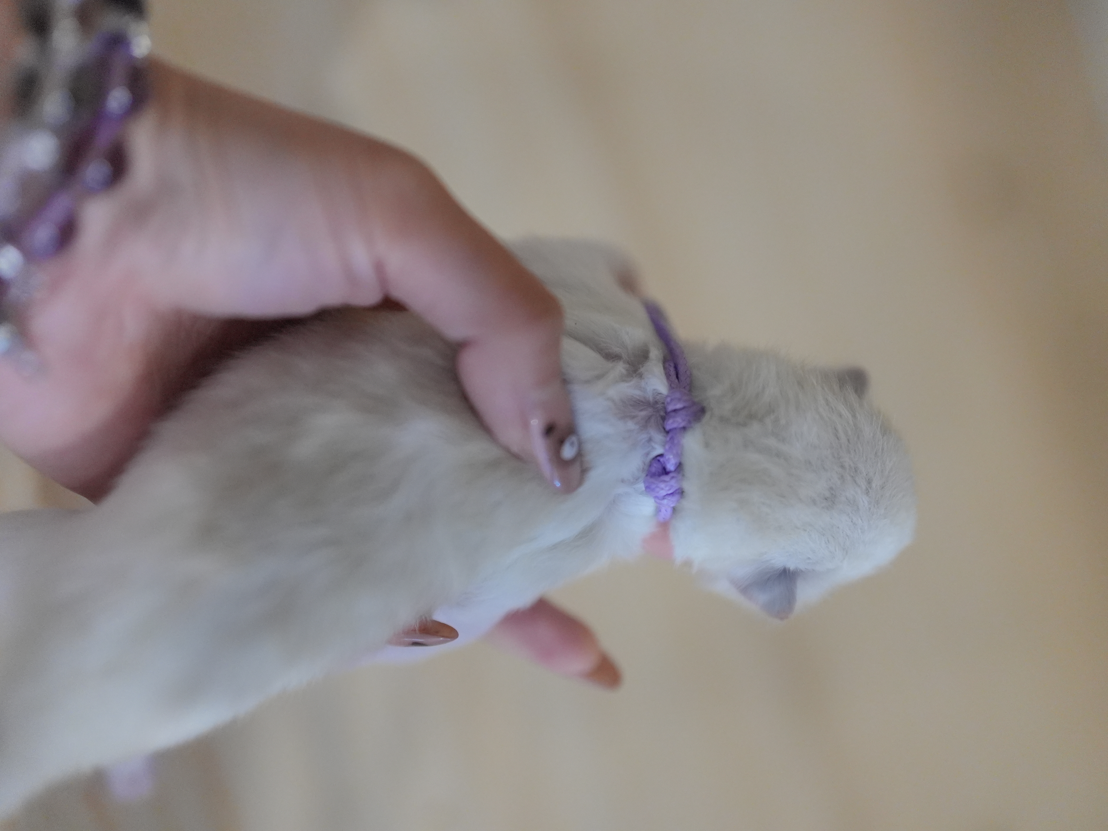 艾萝｜Lola