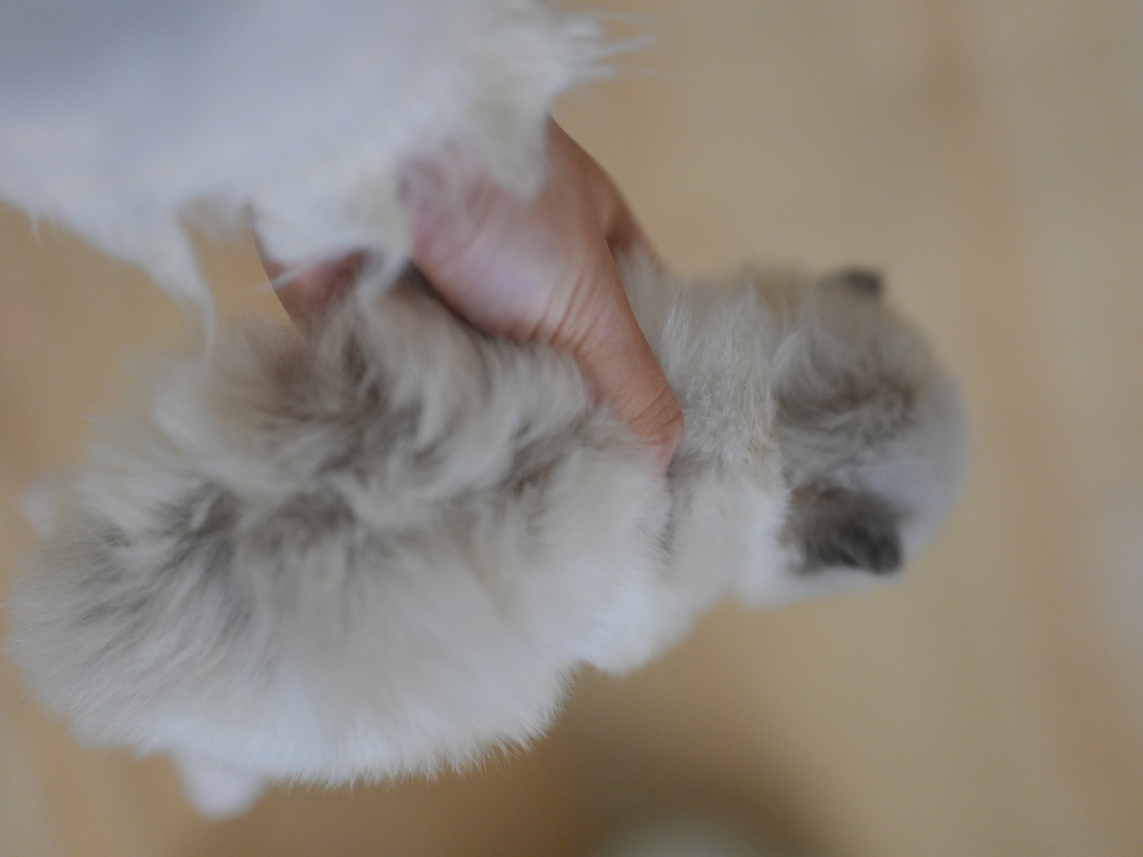 艾萝｜Lola