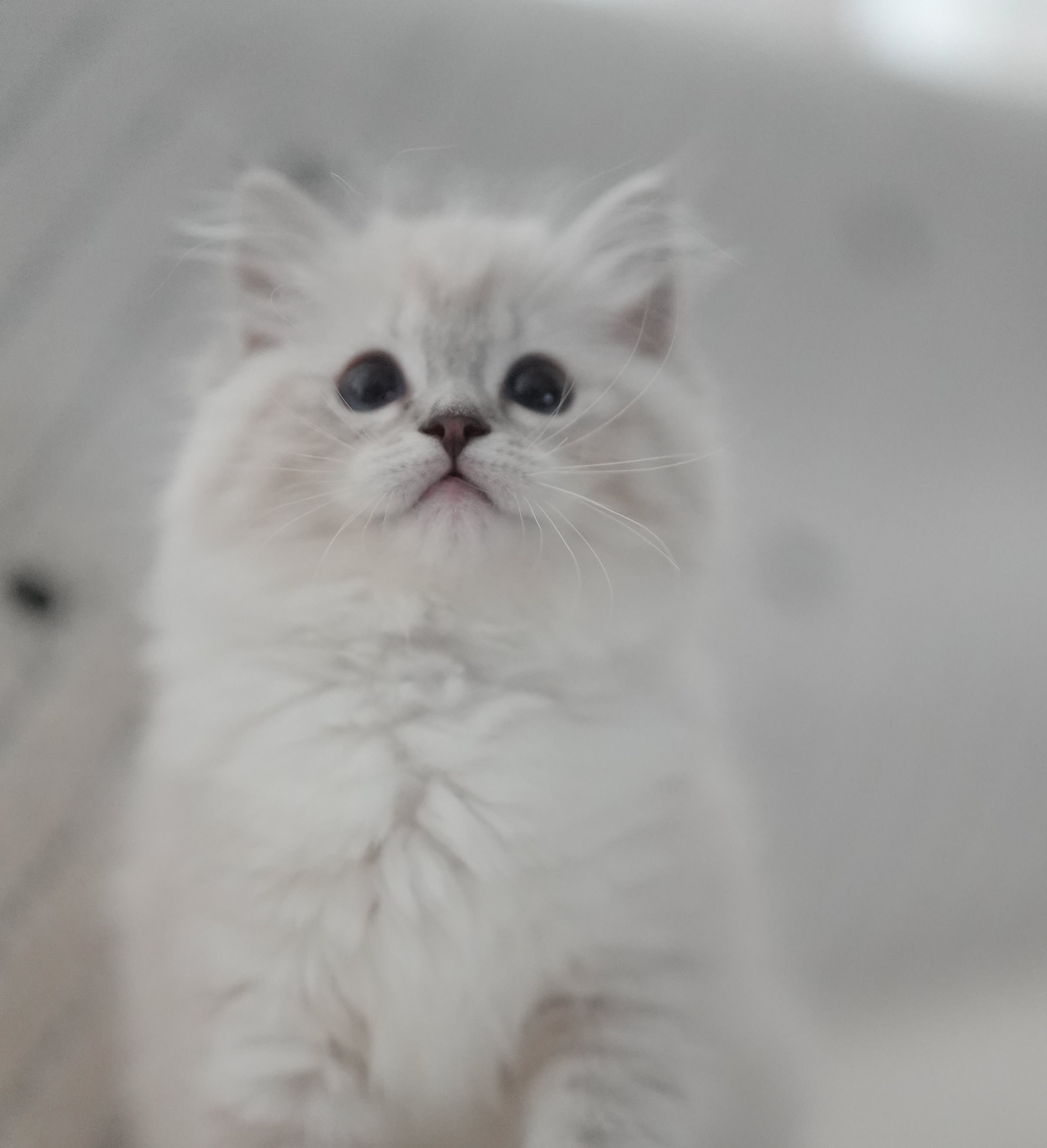 雪球