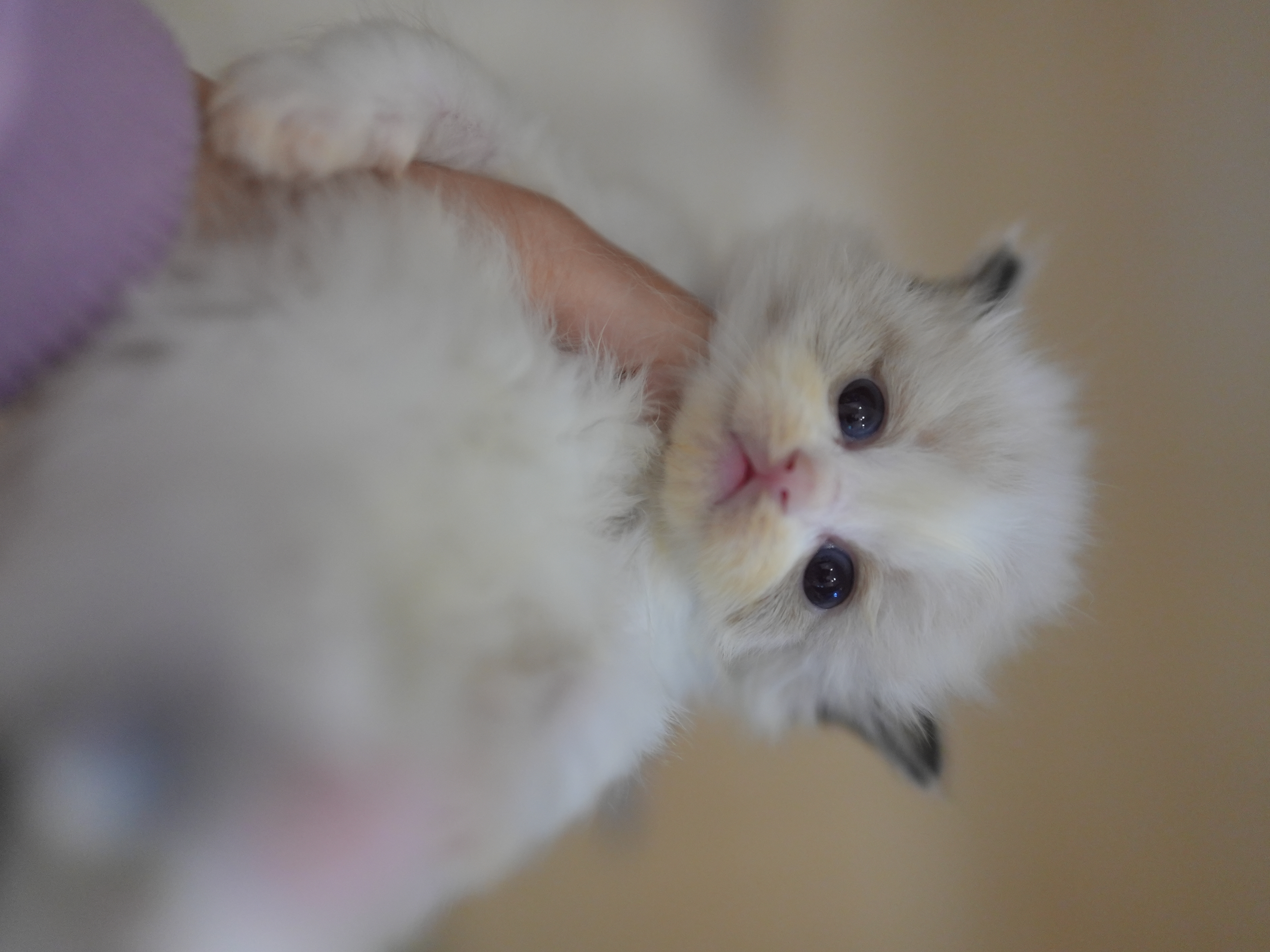 艾萝｜Lola