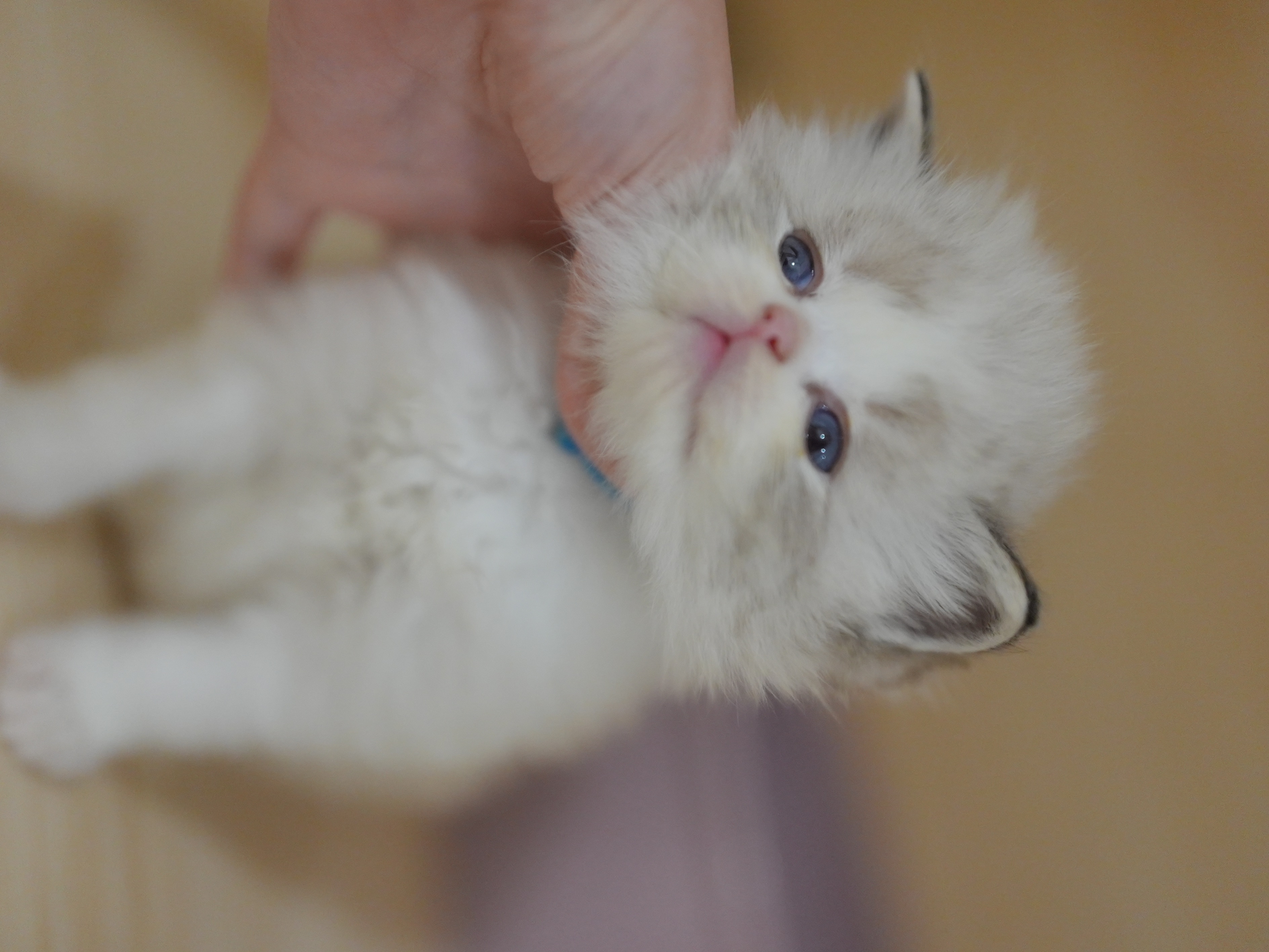 狮磐｜Rocky
