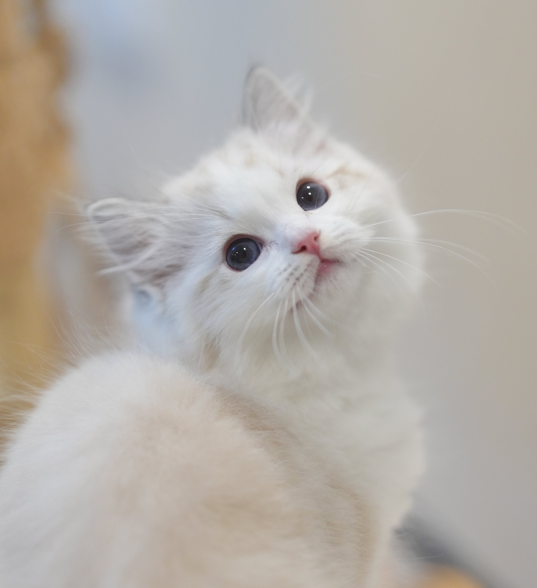 MissMeow｜布偶猫舍