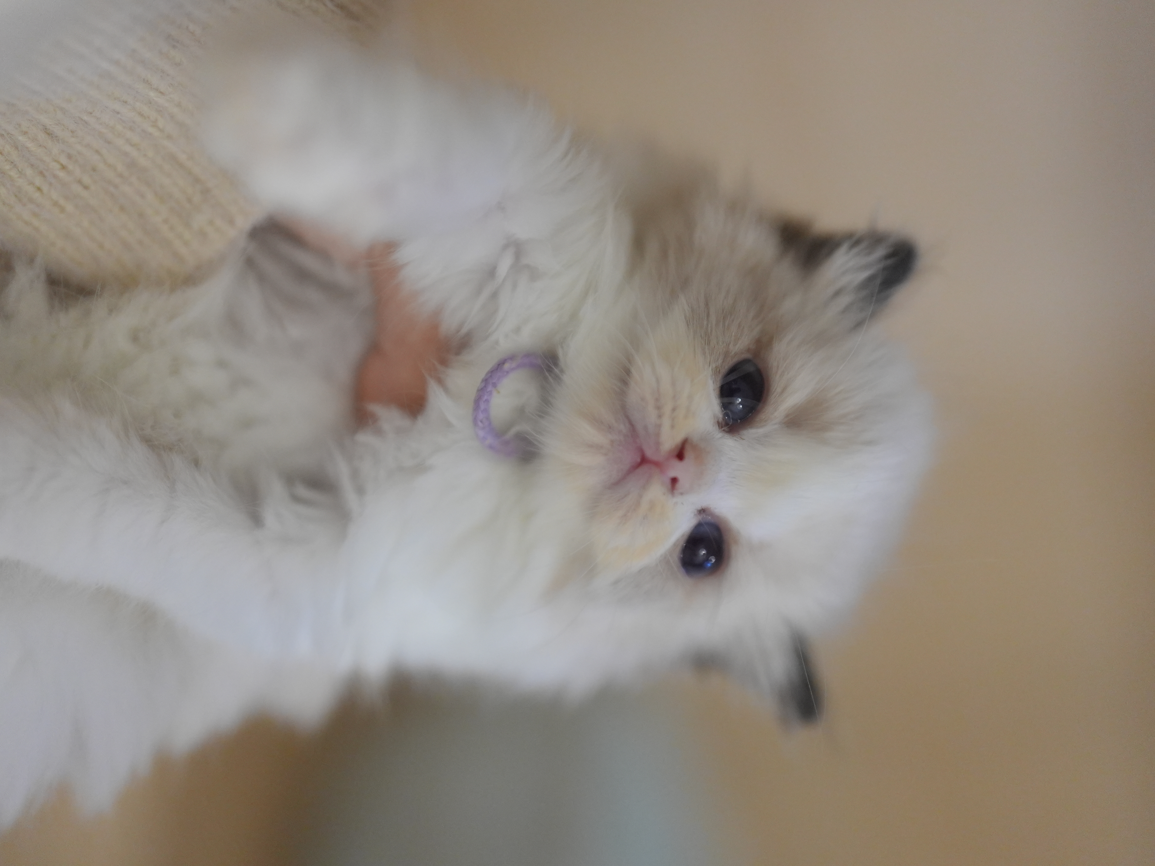 艾萝｜Lola