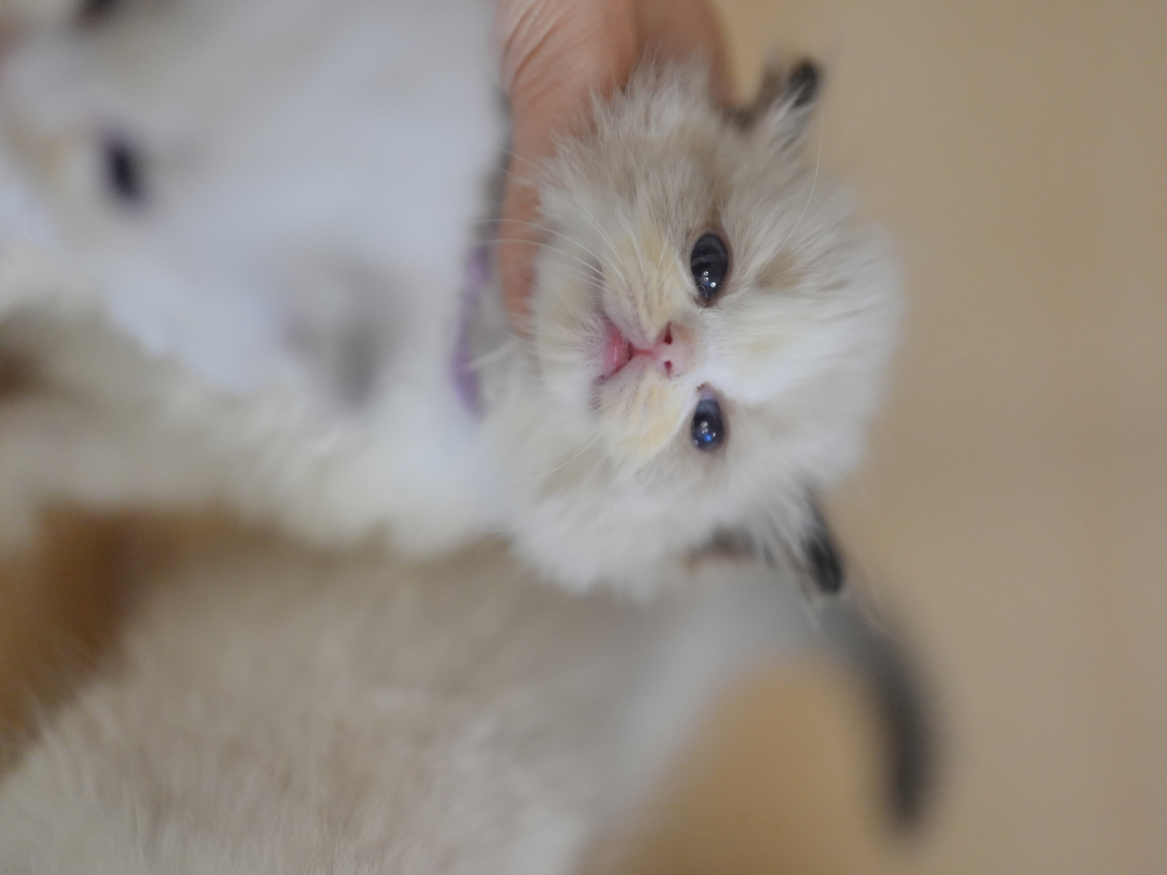 艾萝｜Lola