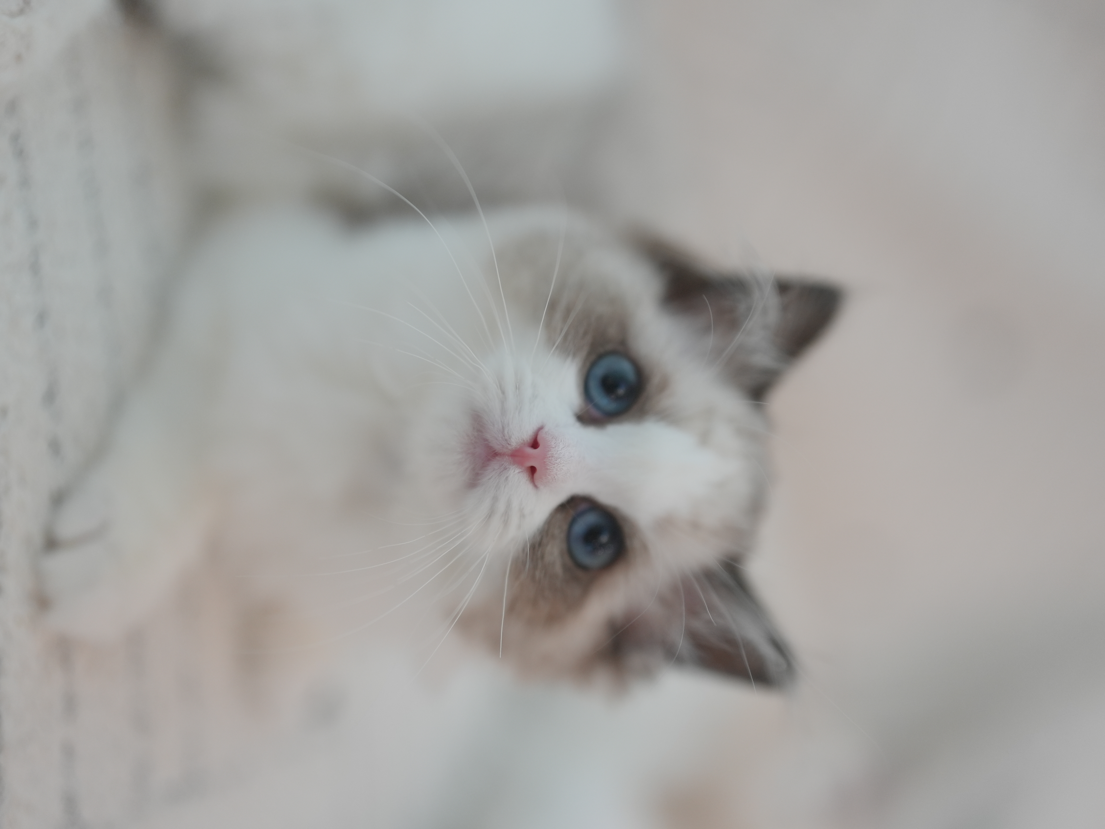 辰璇｜Vega