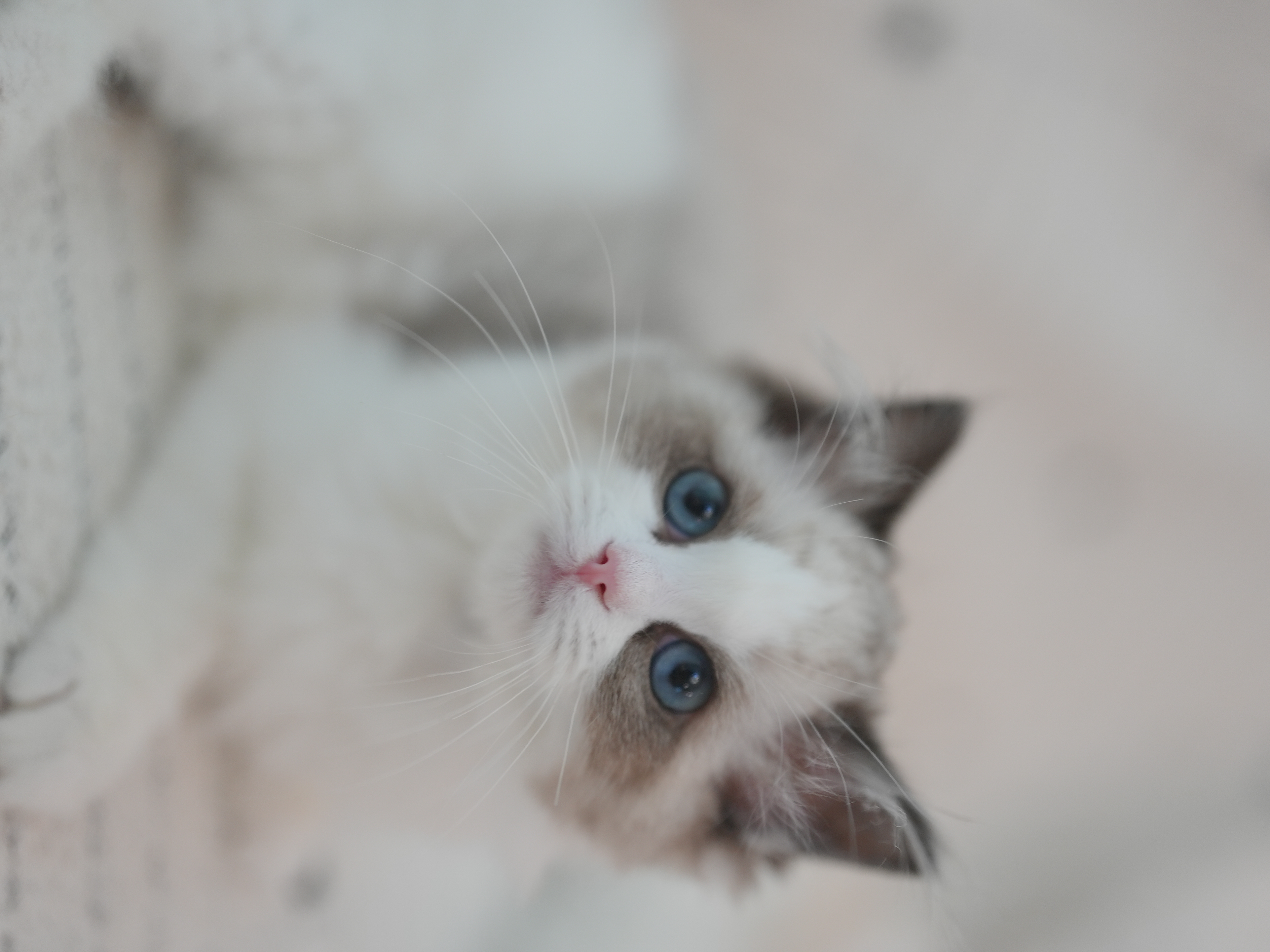 辰璇｜Vega