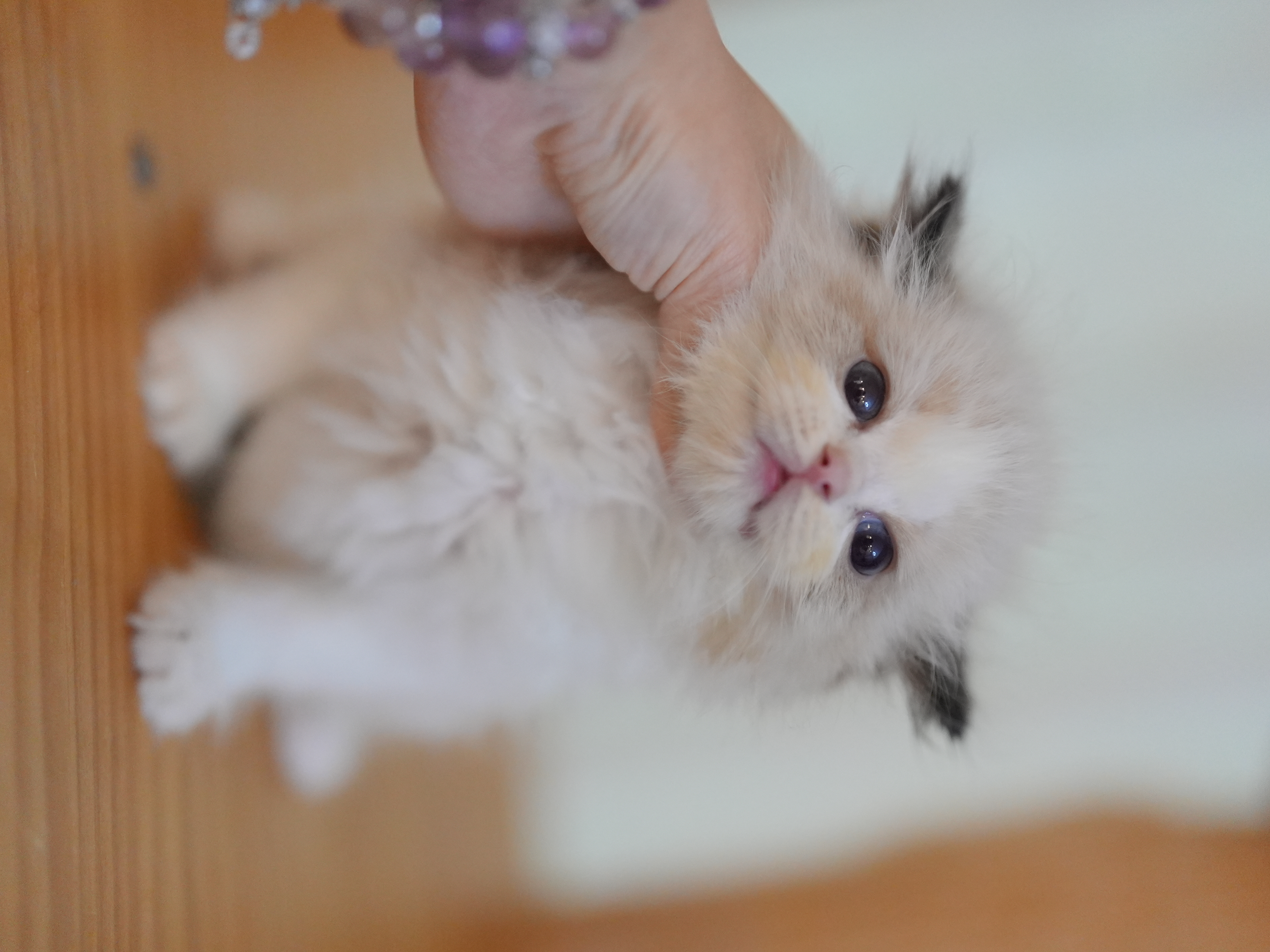 艾萝｜Lola