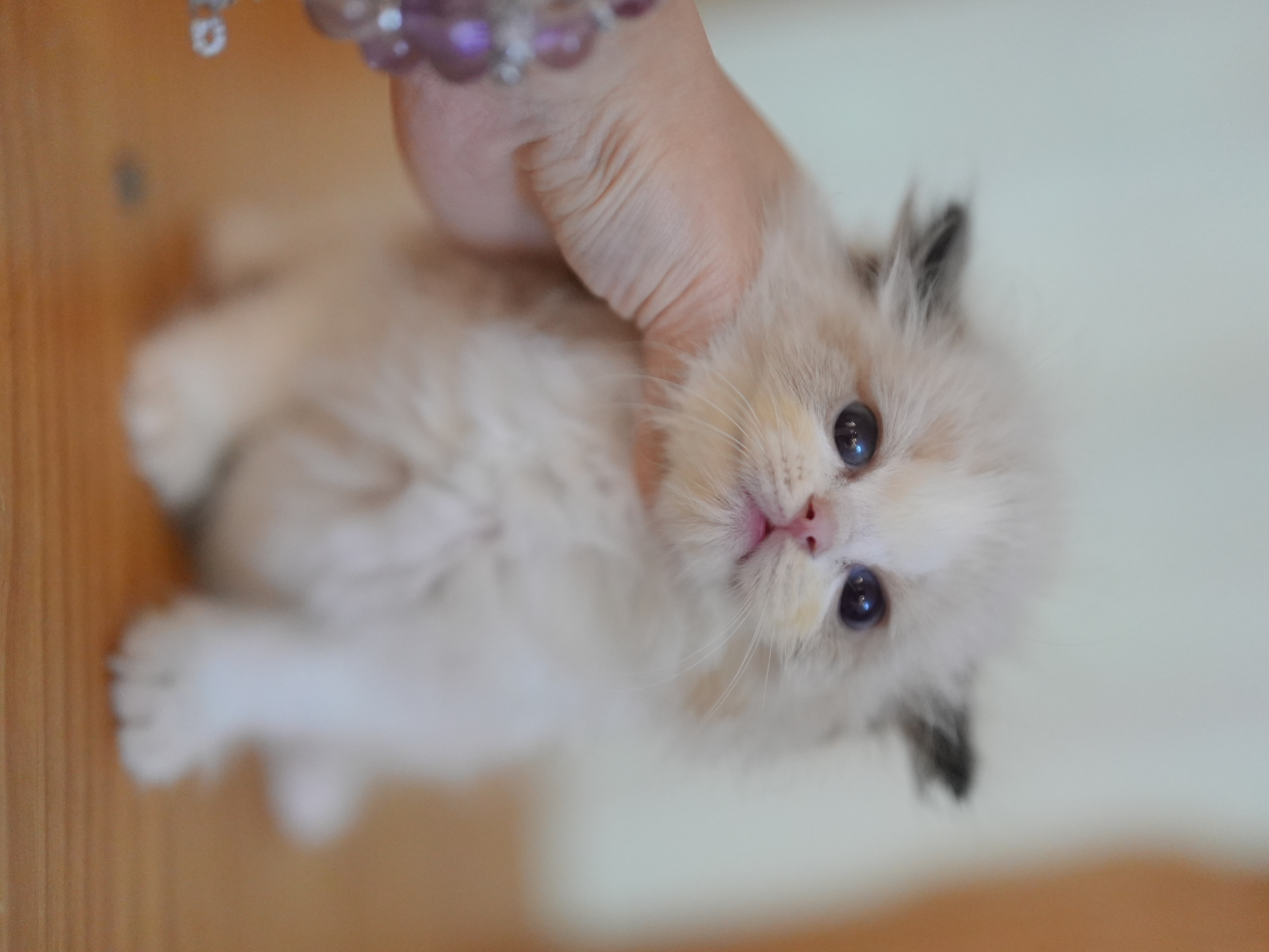 艾萝｜Lola