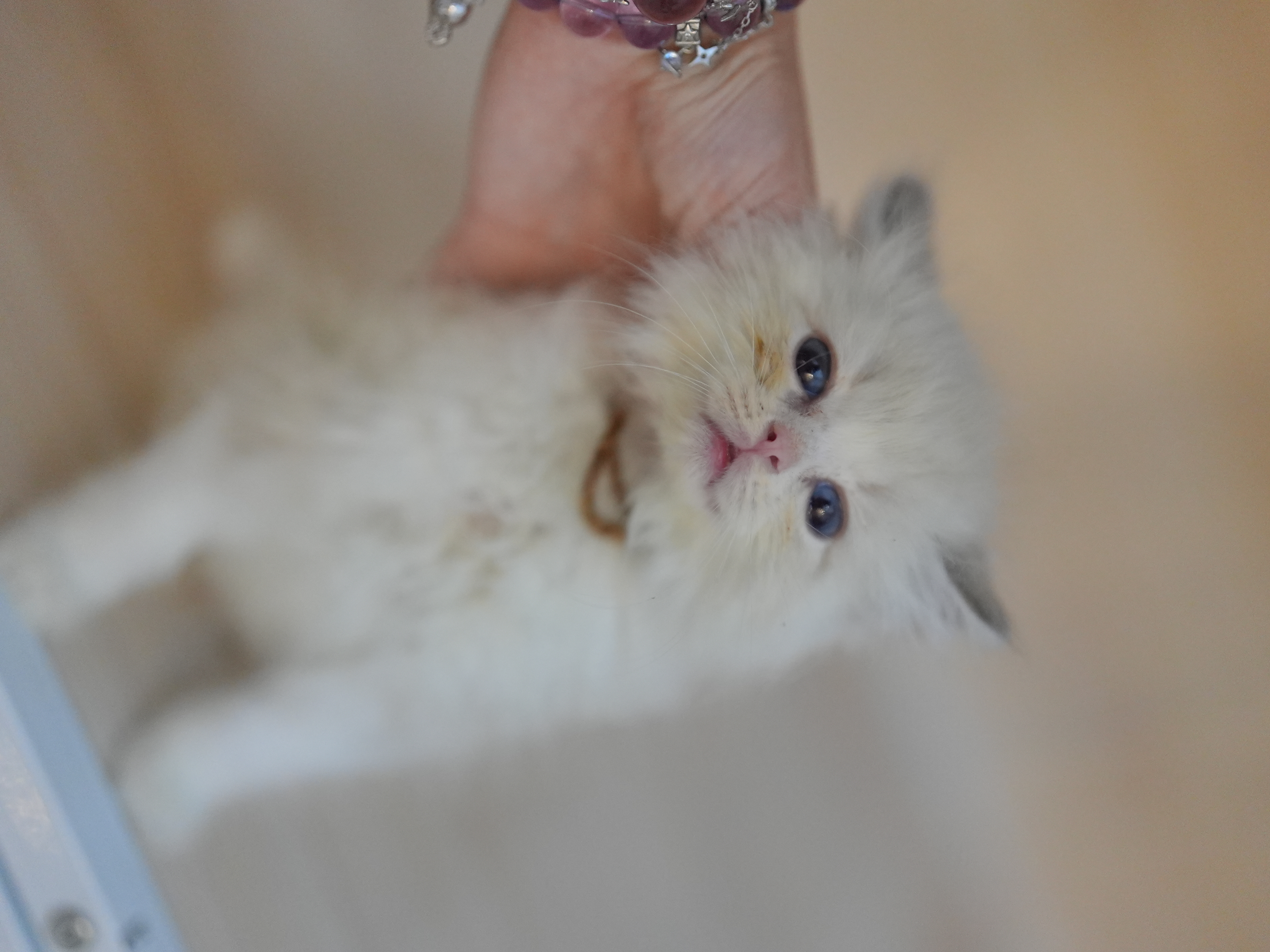 满脸罐头的脏脏猫