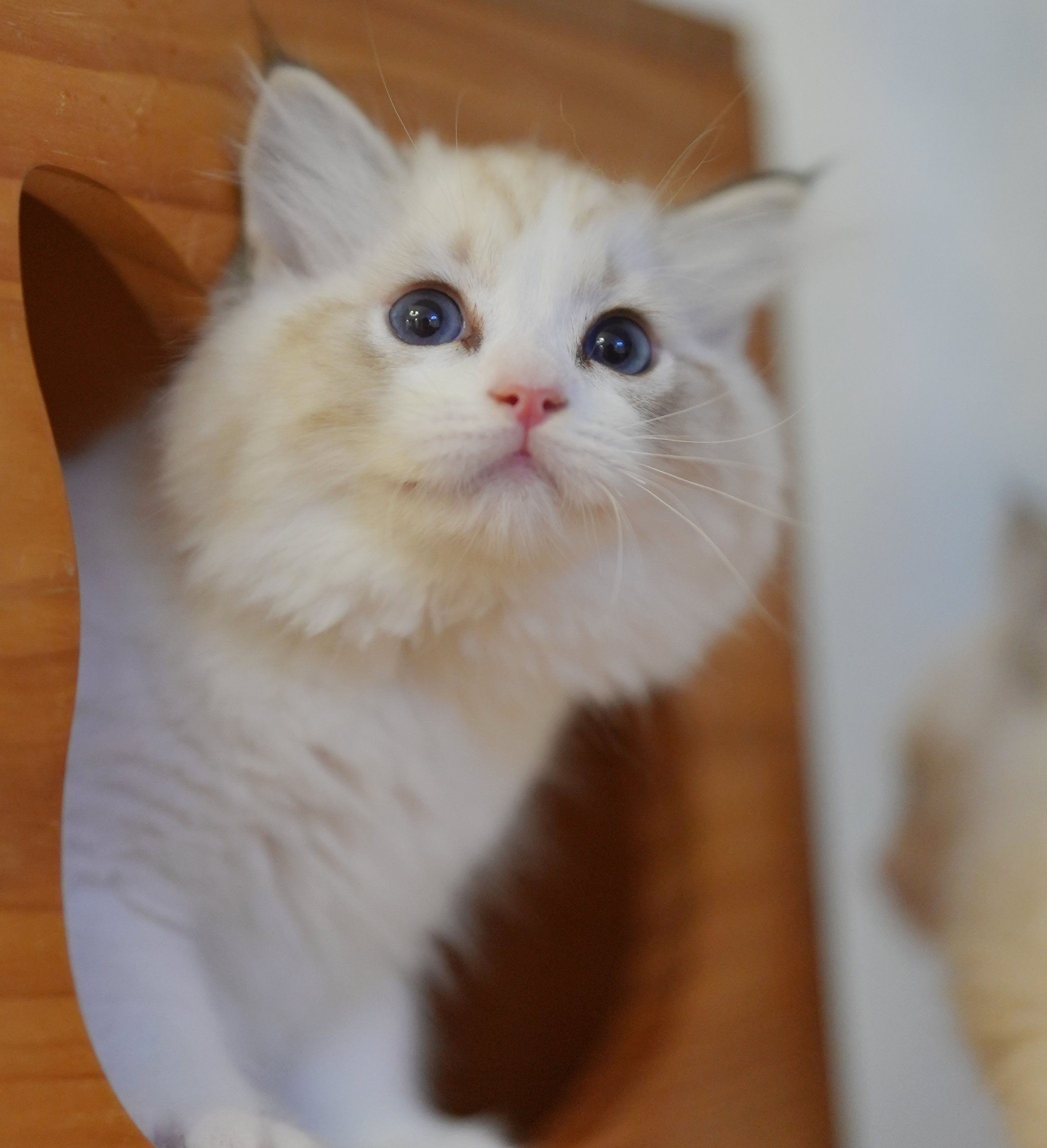 MissMeow｜布偶猫舍