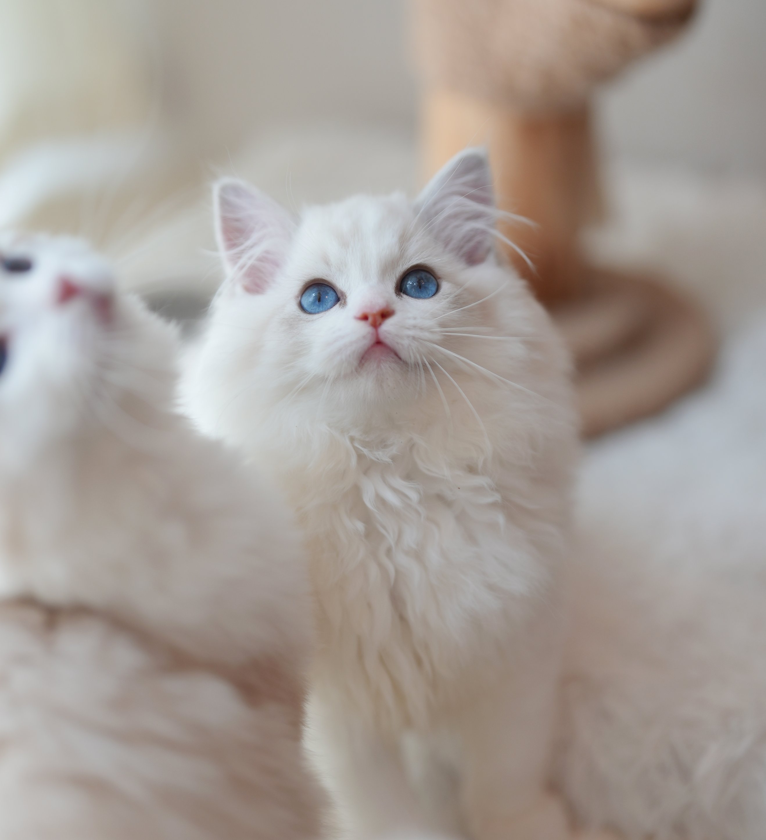 MissMeow｜布偶猫舍