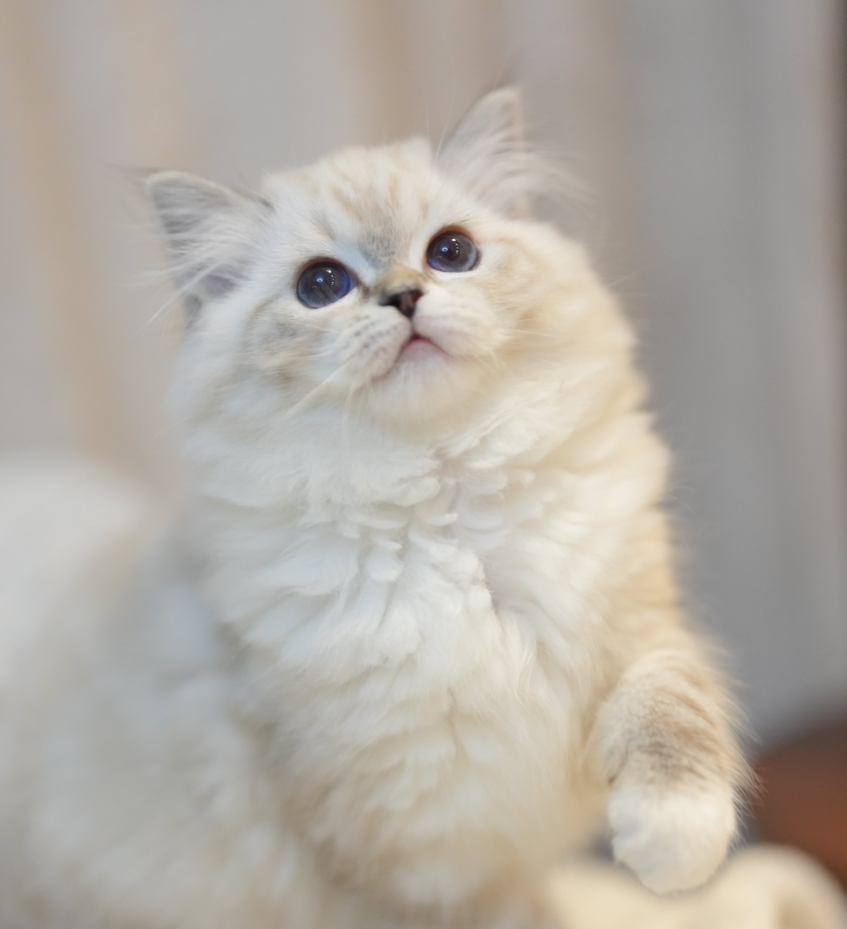 MissMeow｜布偶猫舍