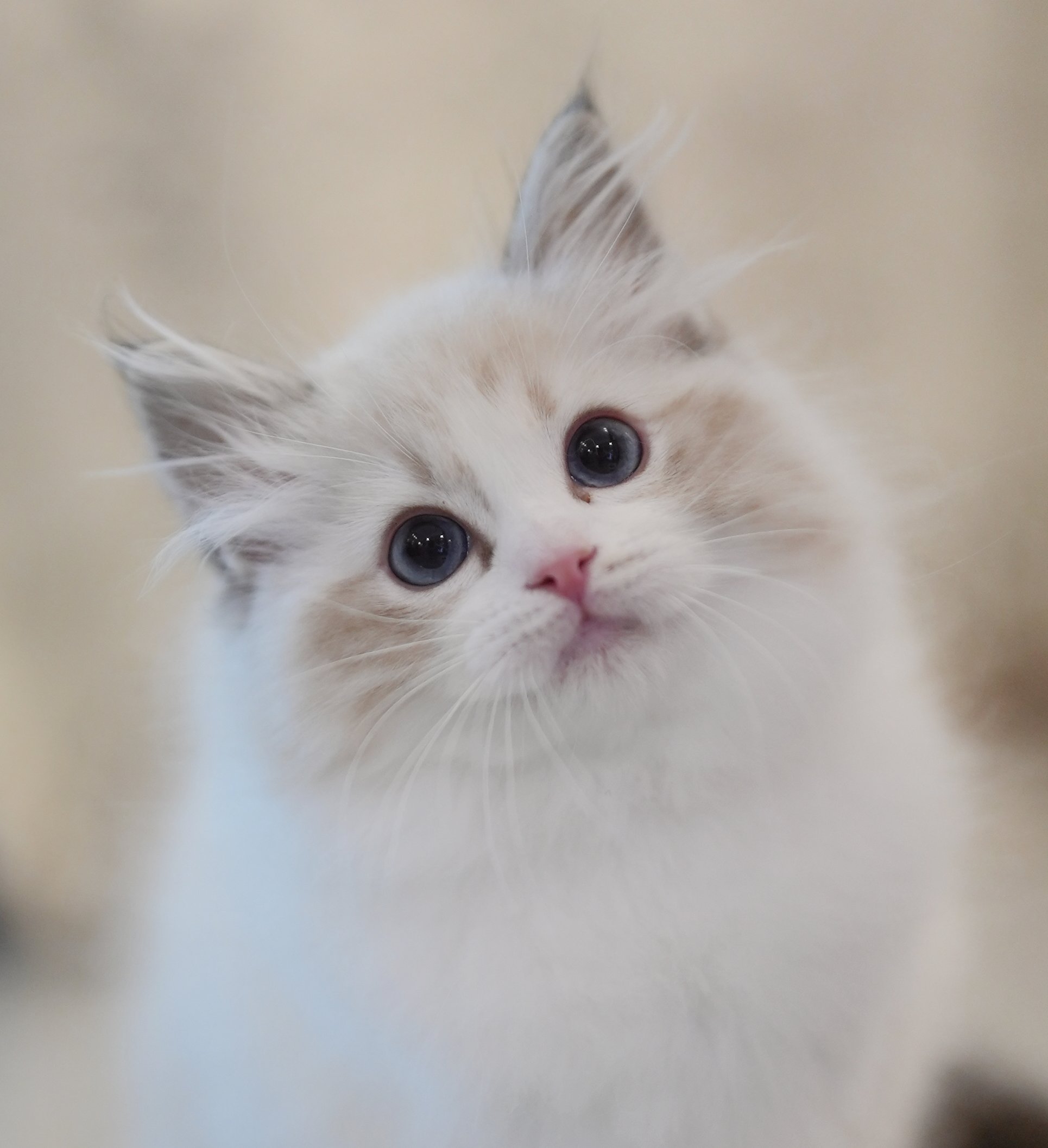MissMeow｜布偶猫舍