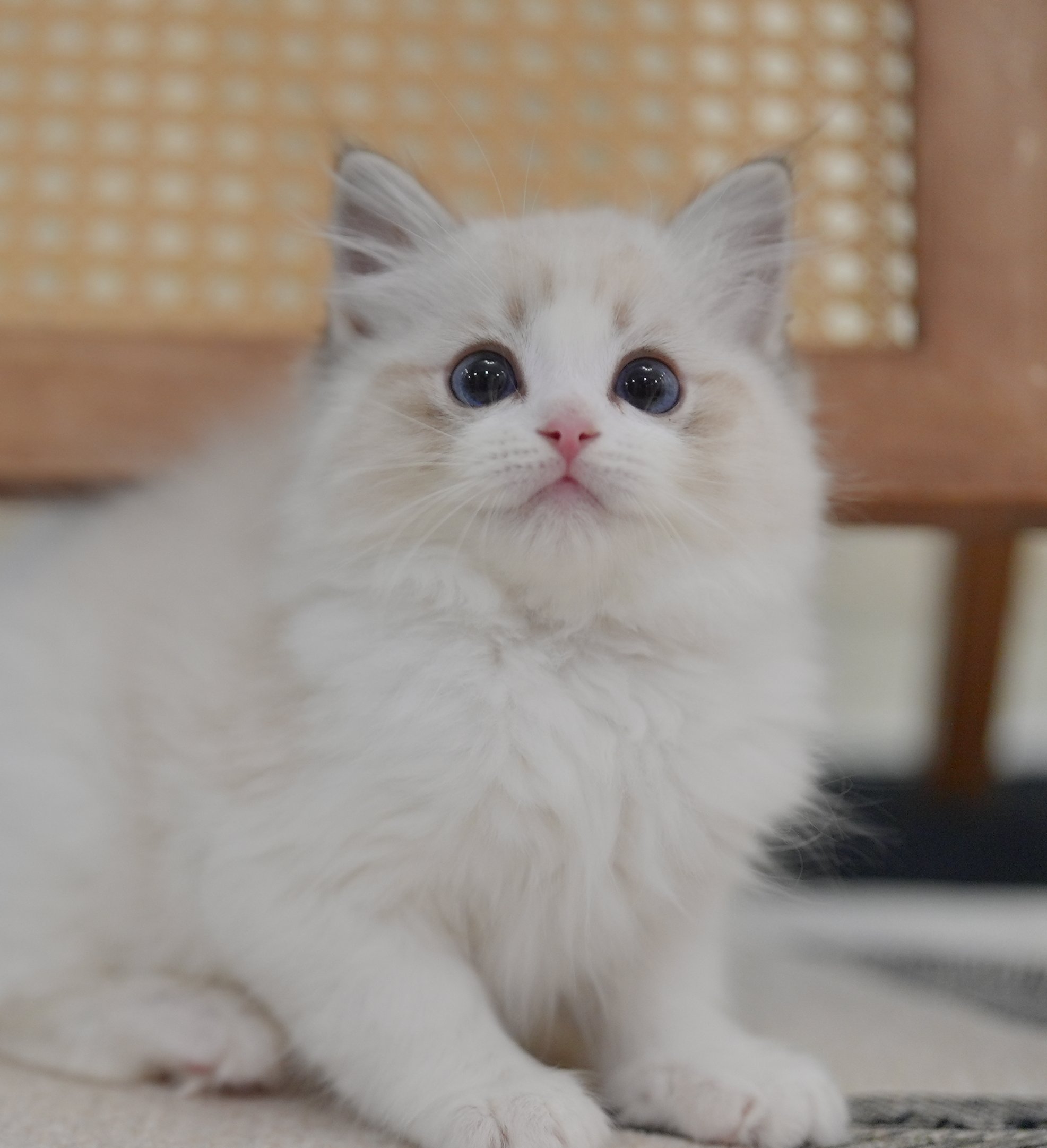 MissMeow｜布偶猫舍