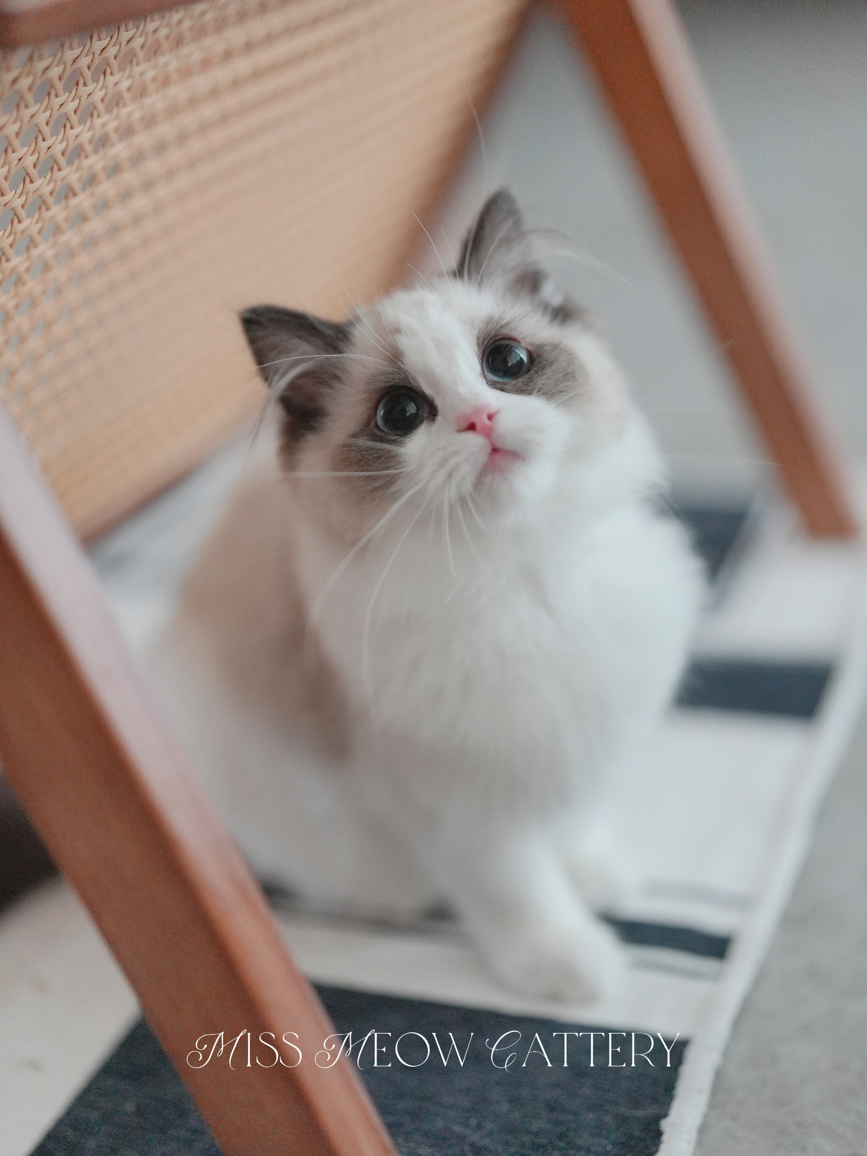 辰璇｜Vega