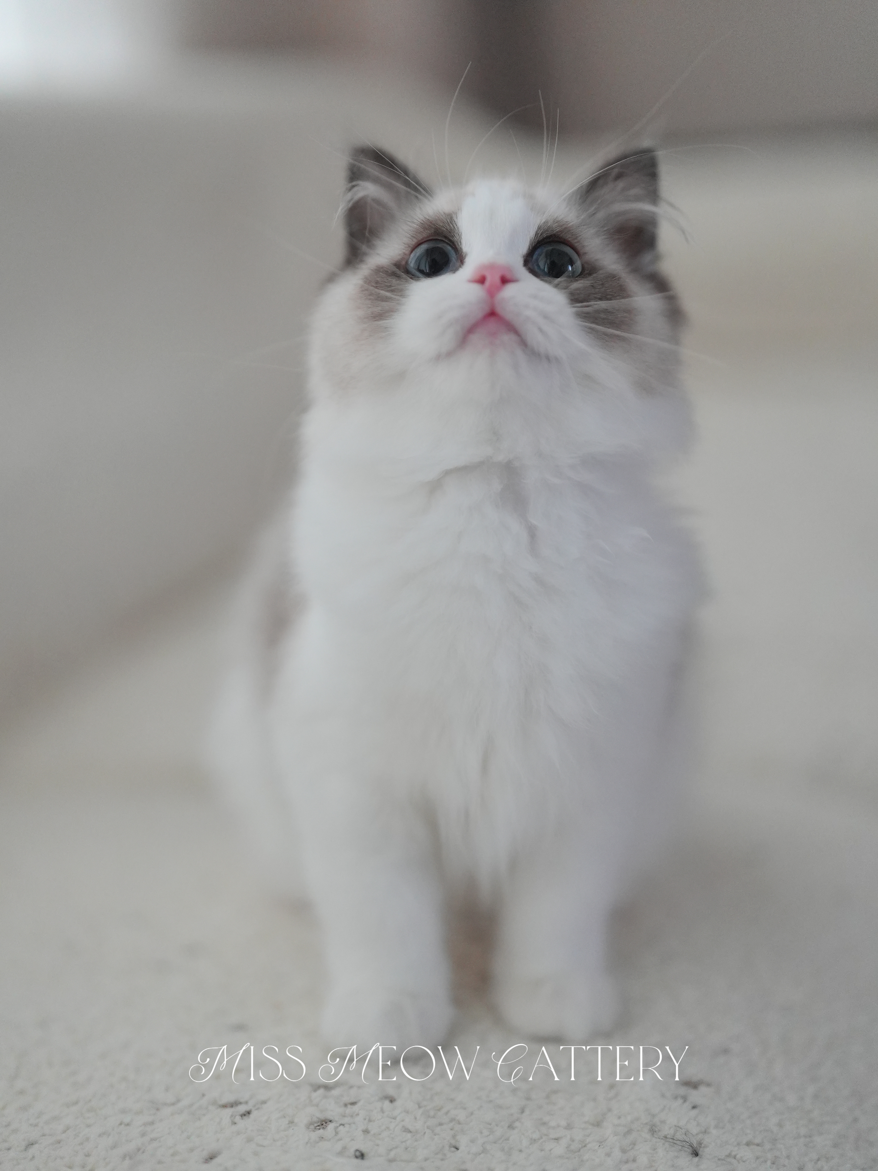 辰璇｜Vega 2