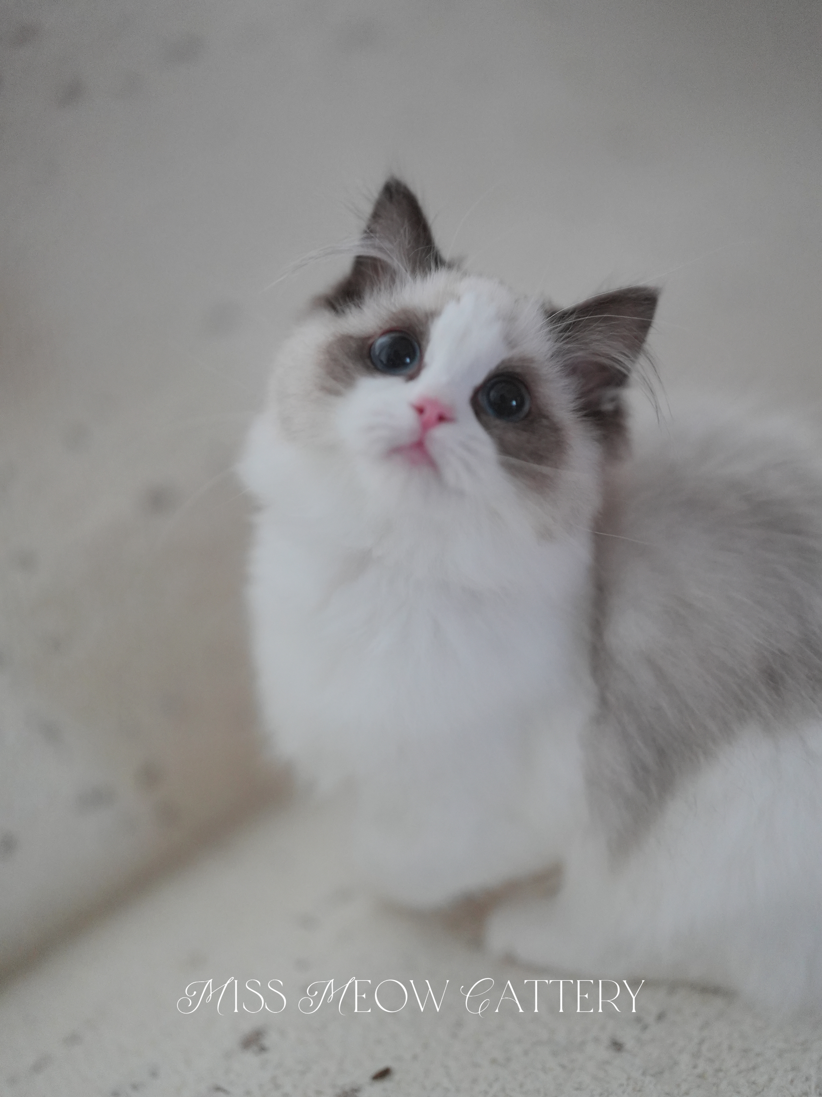 辰璇｜Vega