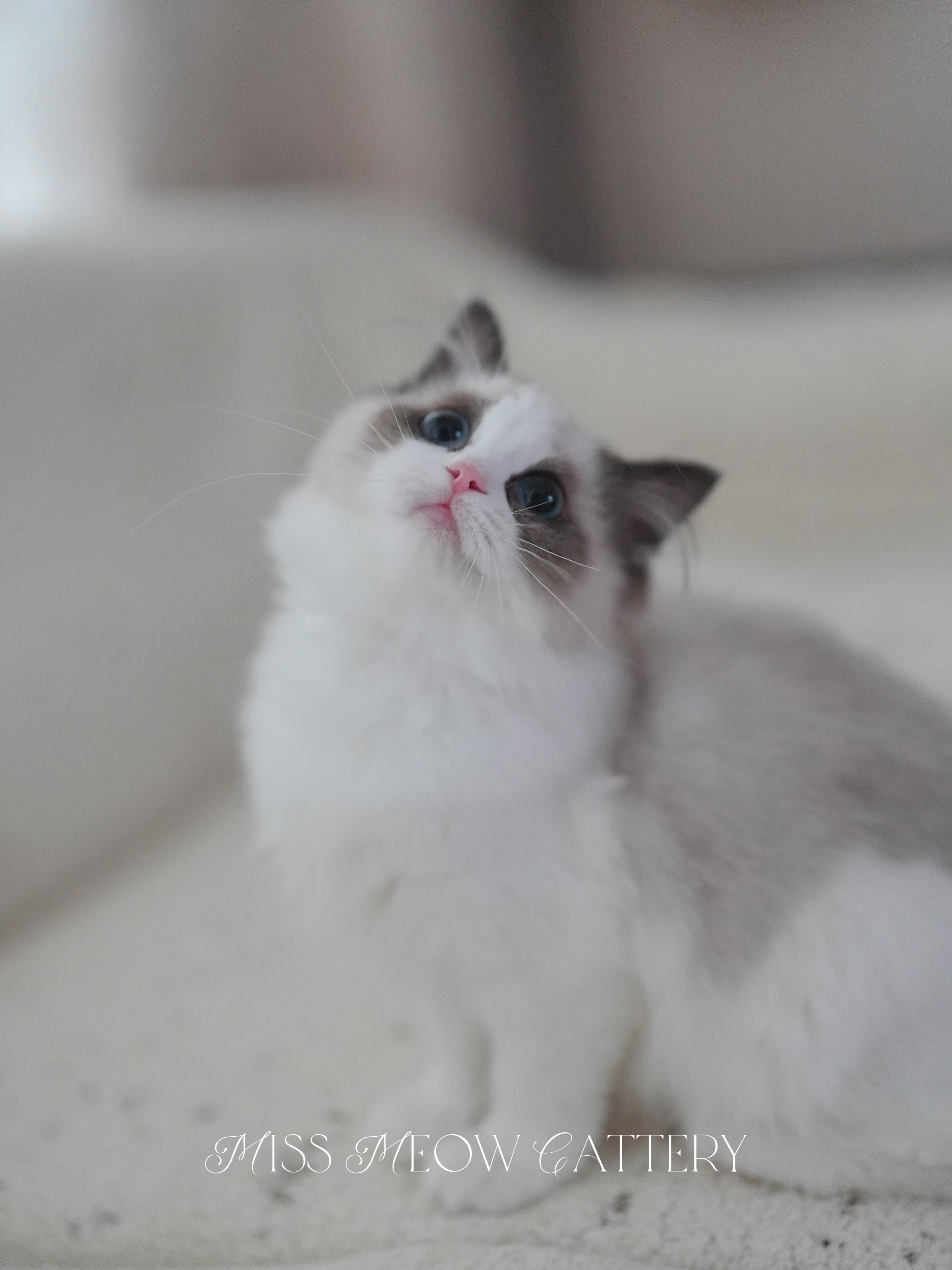 辰璇｜Vega