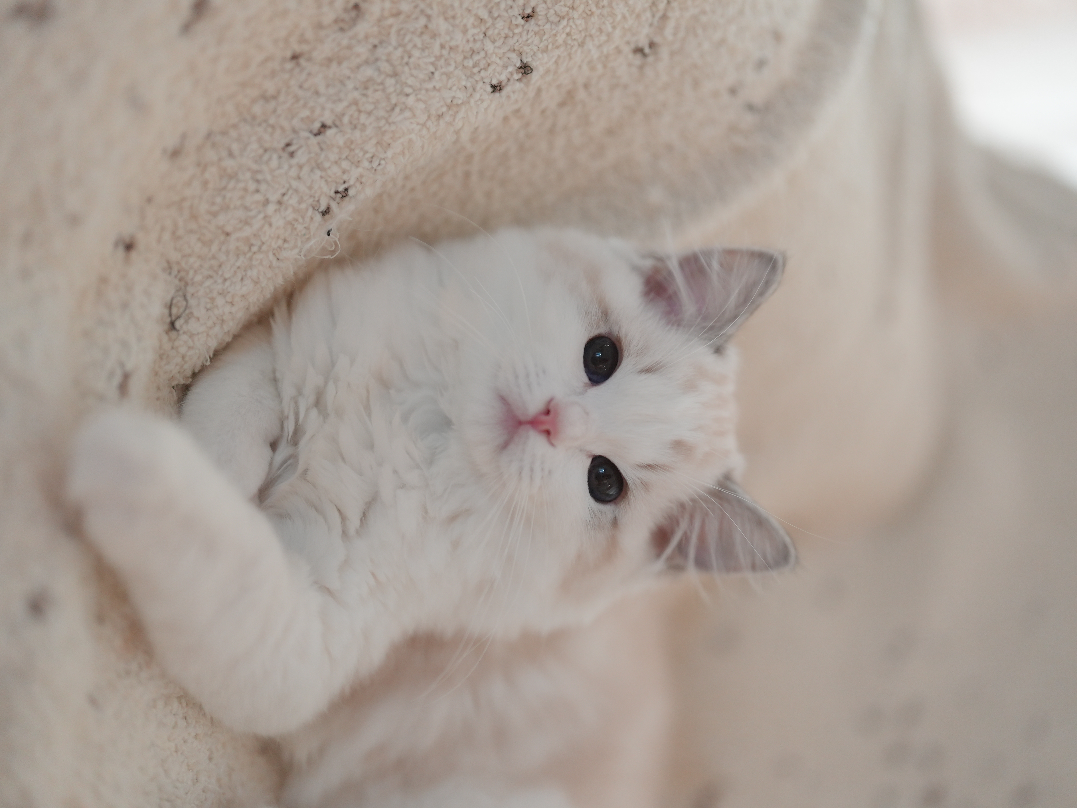 米淳｜Sake