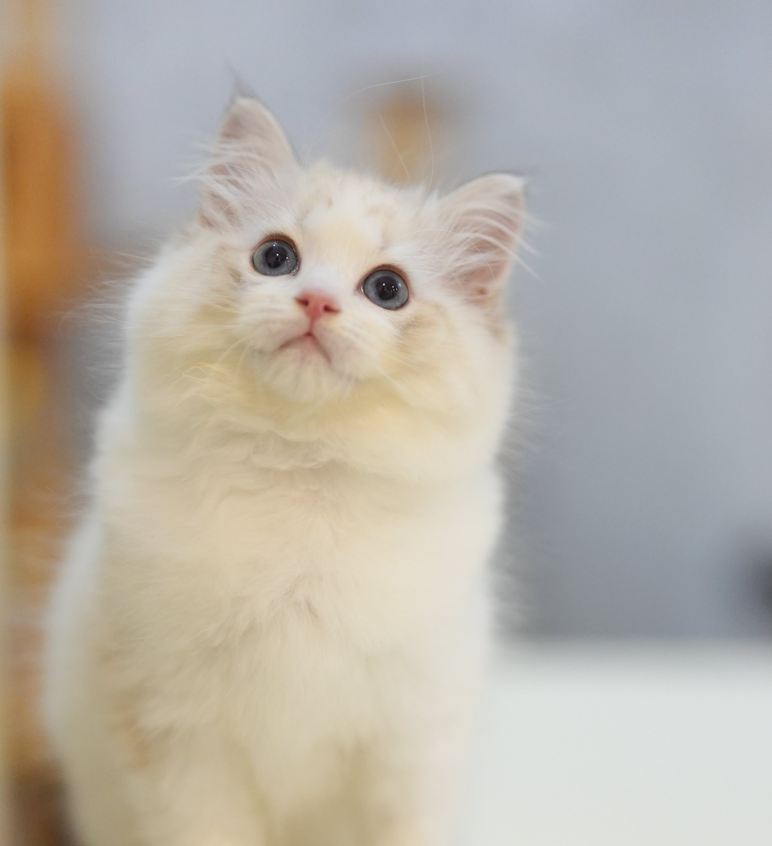 MissMeow｜布偶猫舍
