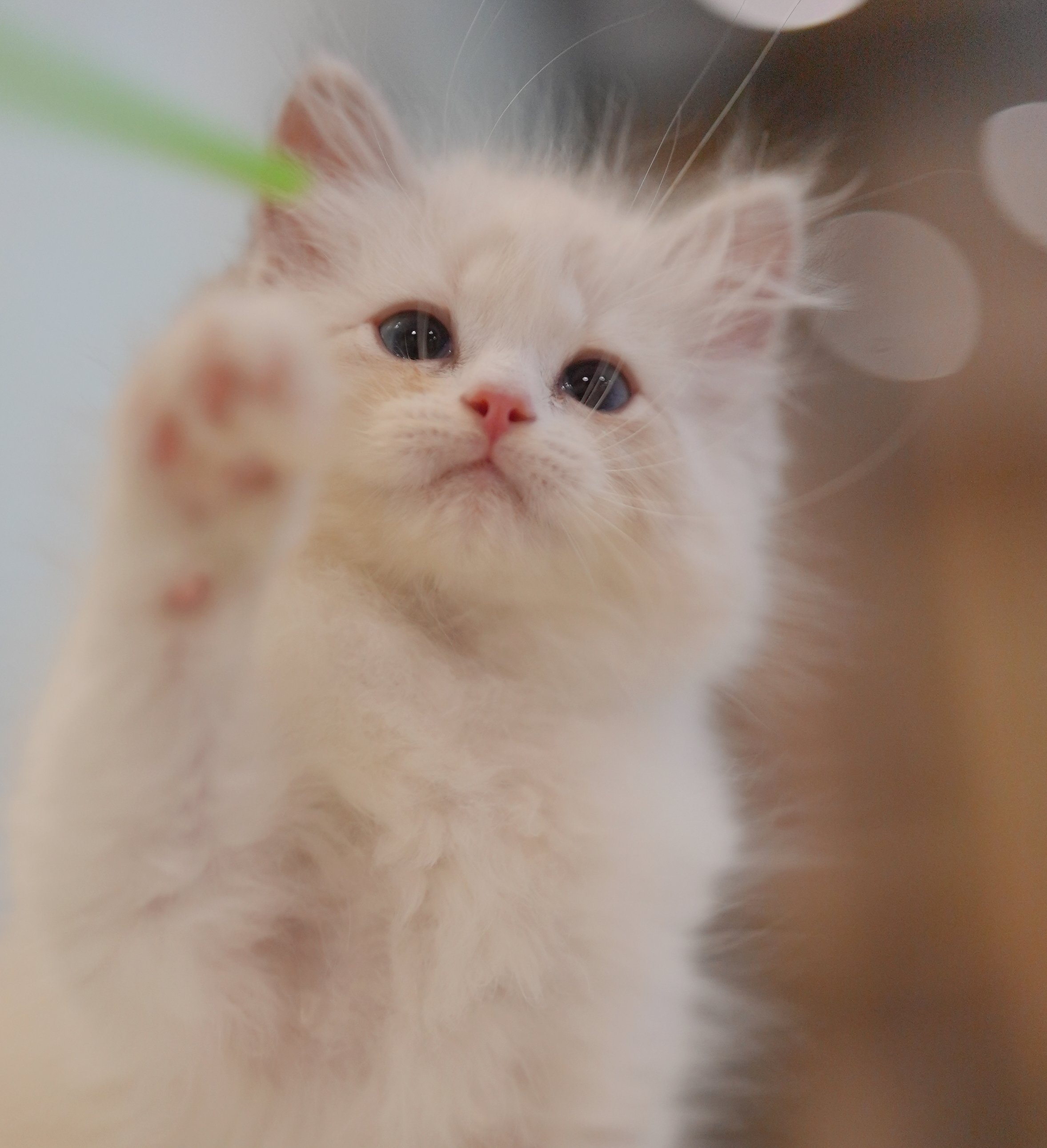 MissMeow｜布偶猫舍
