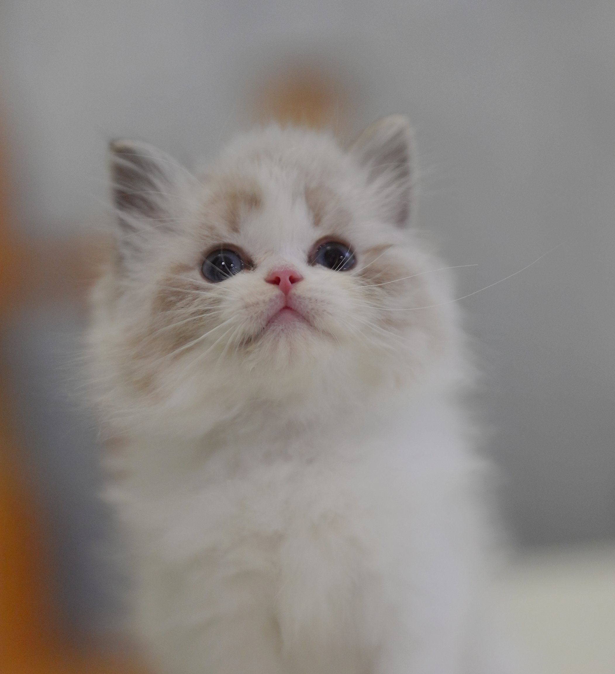 MissMeow｜布偶猫舍