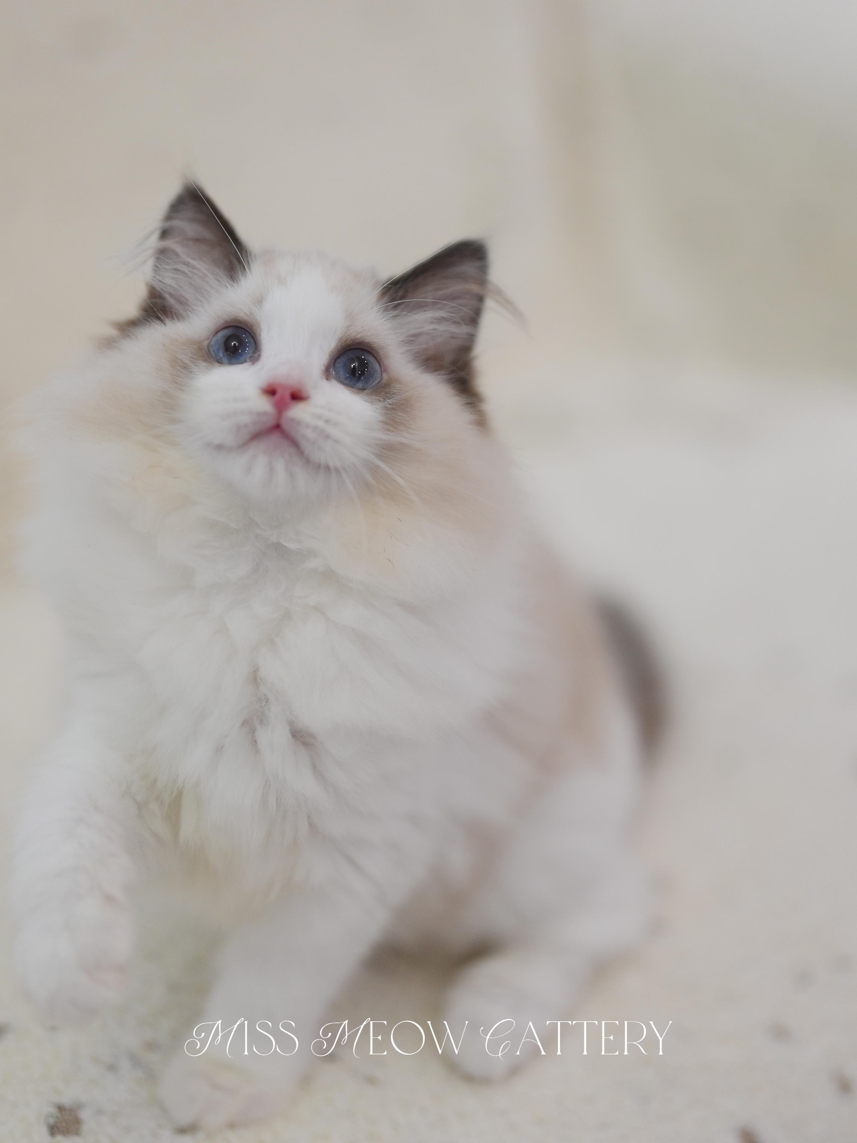 艾萝｜Lola