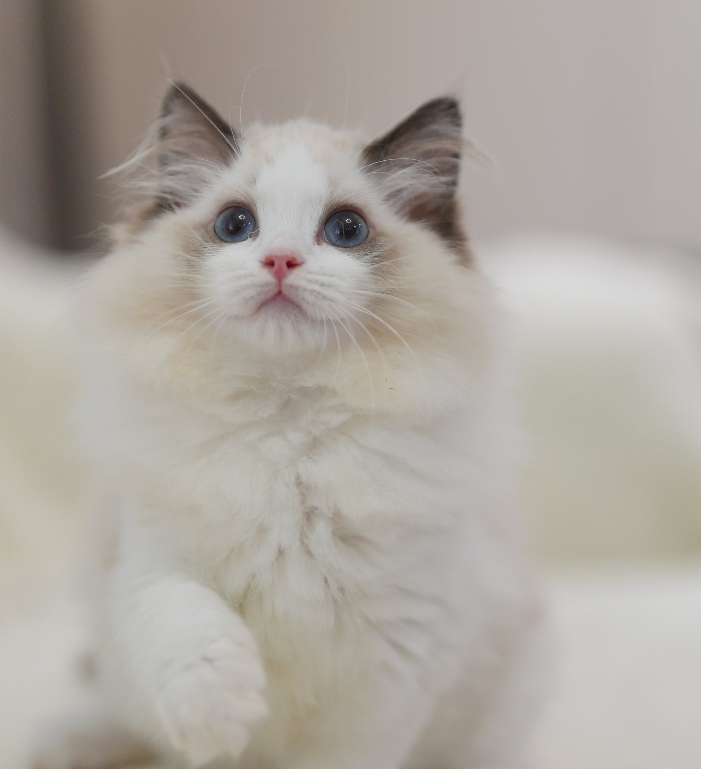 MissMeow｜布偶猫舍