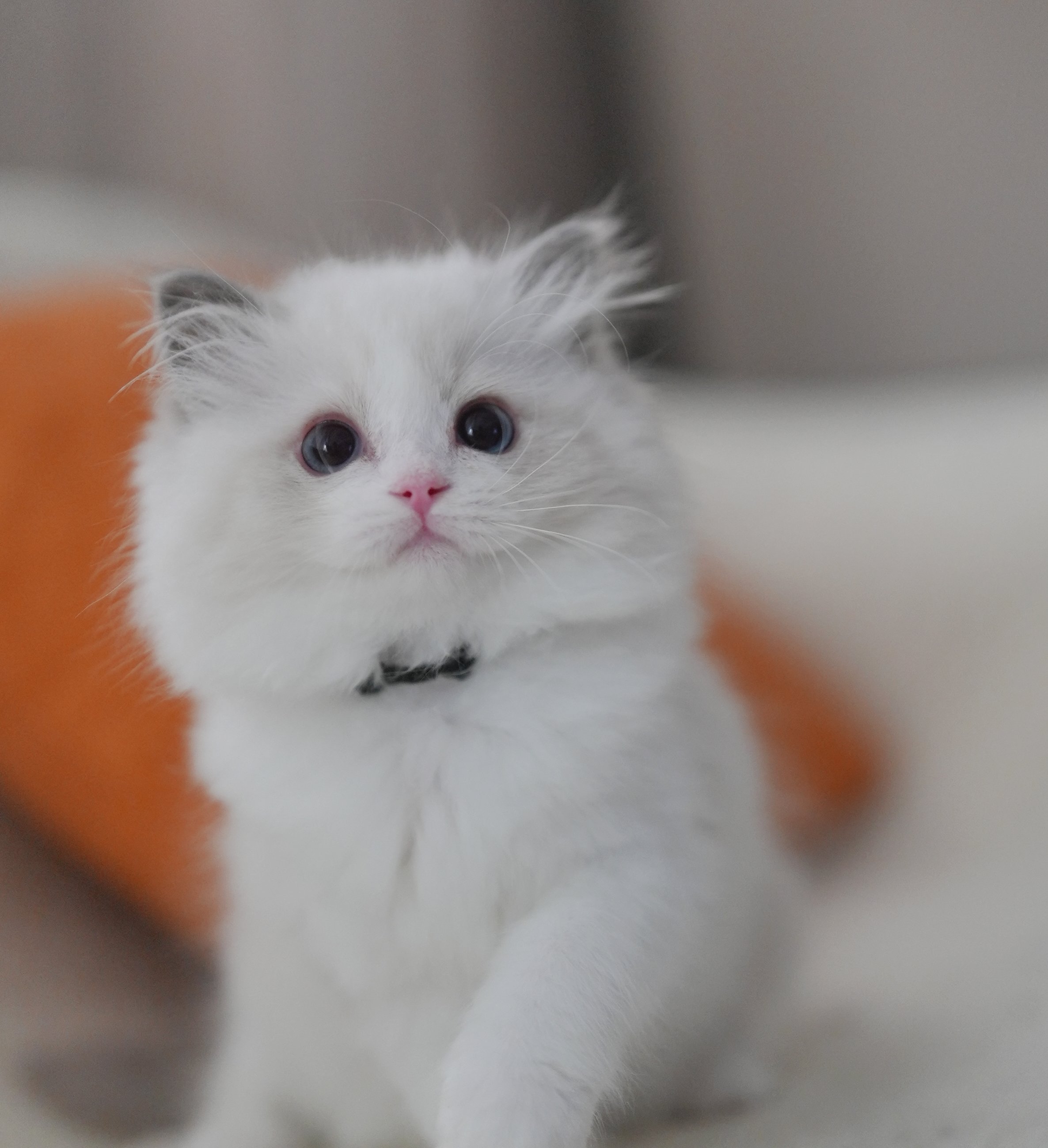 MissMeow｜布偶猫舍