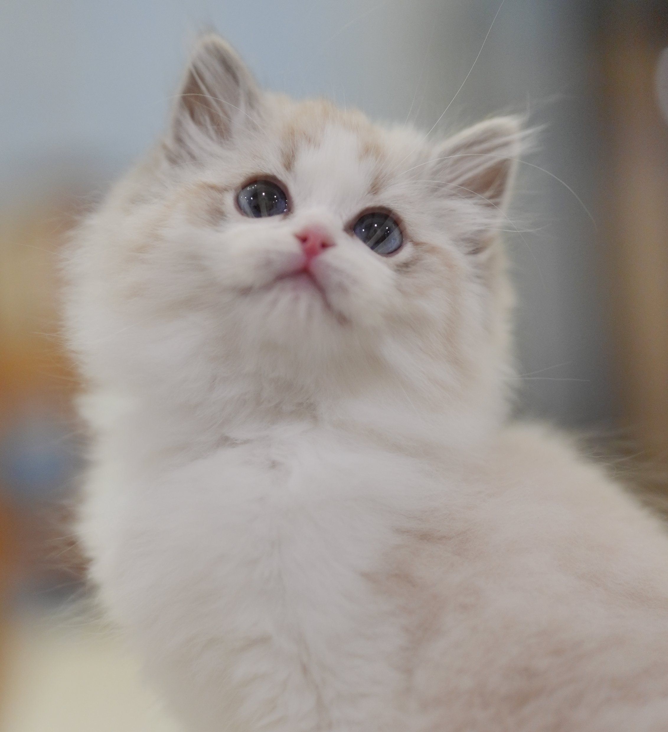 MissMeow｜布偶猫舍