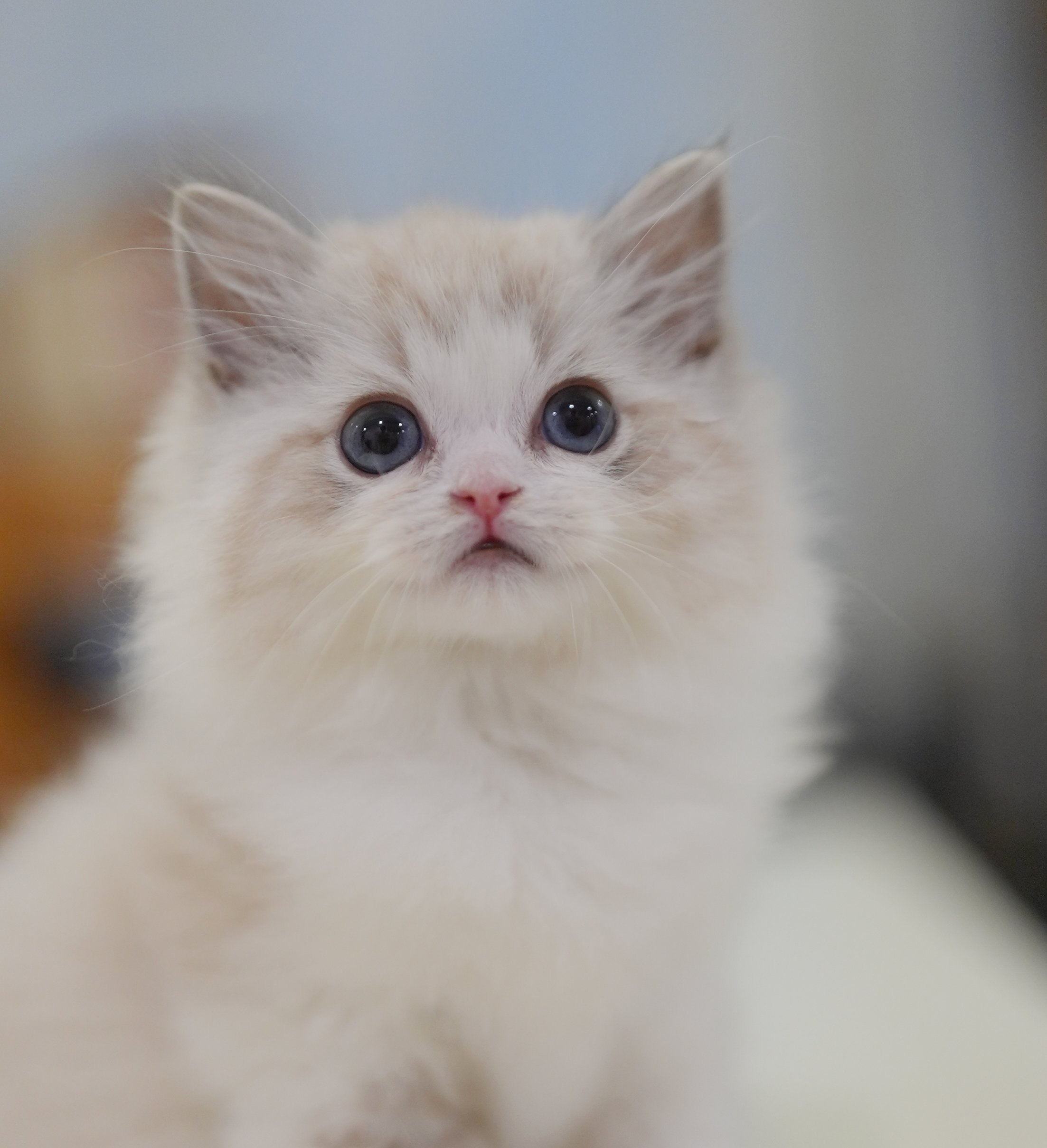 MissMeow｜布偶猫舍