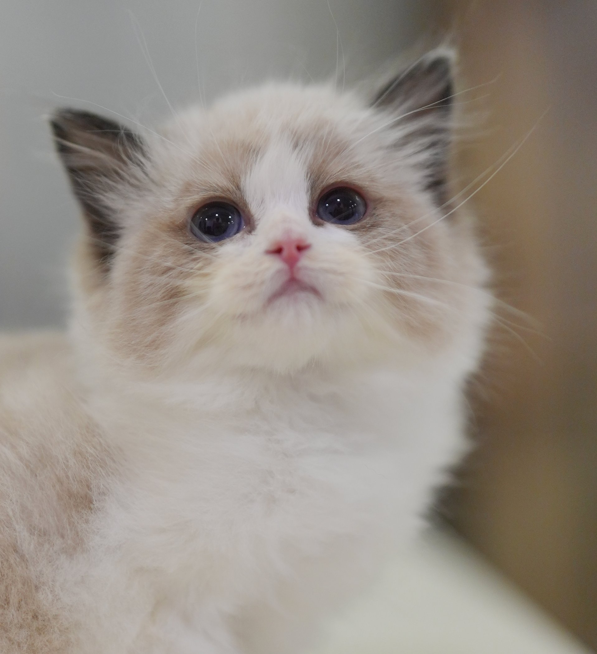 MissMeow｜布偶猫舍