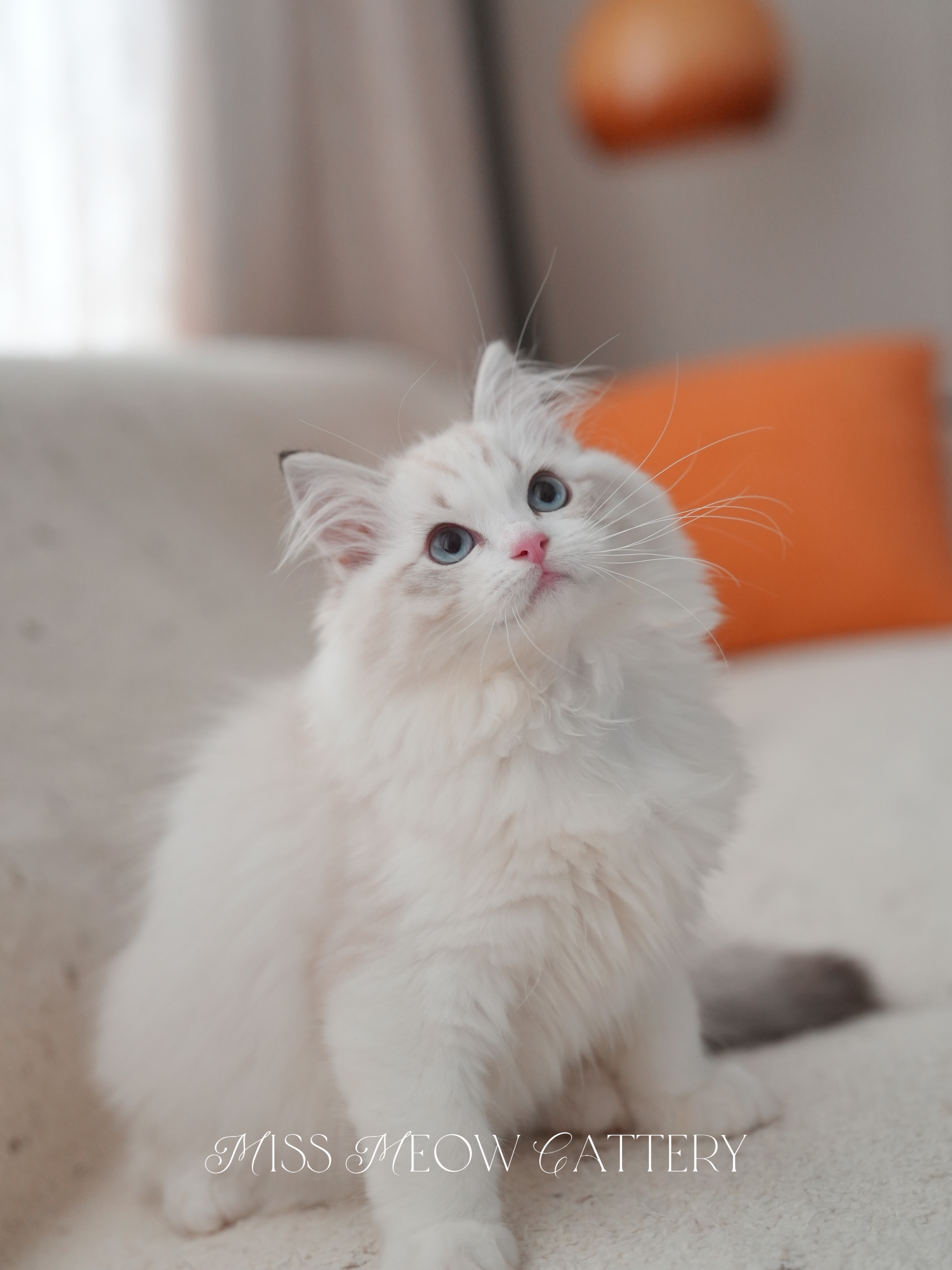 可可｜Cocoa