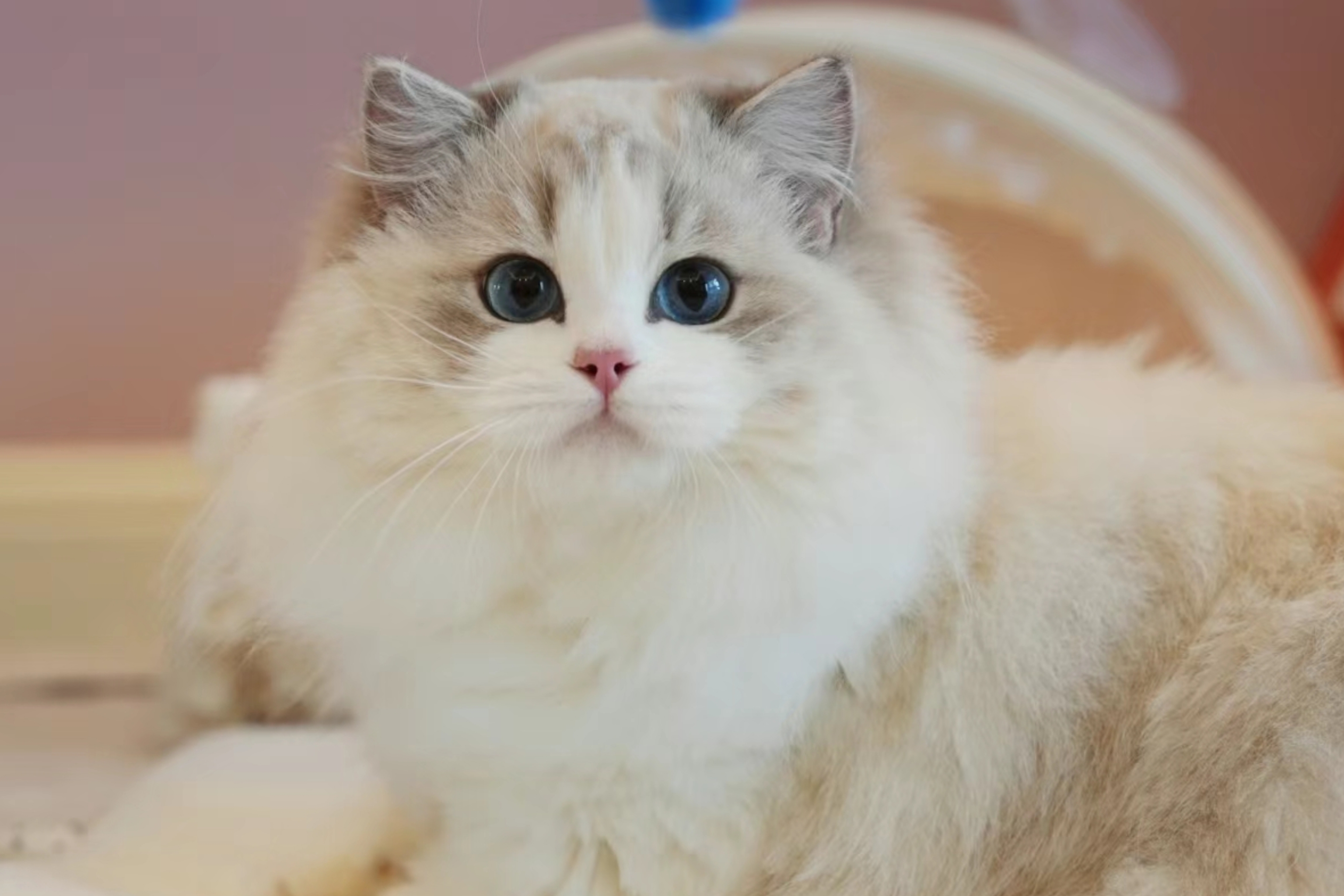 接猫注意事项：从预定到到家。
