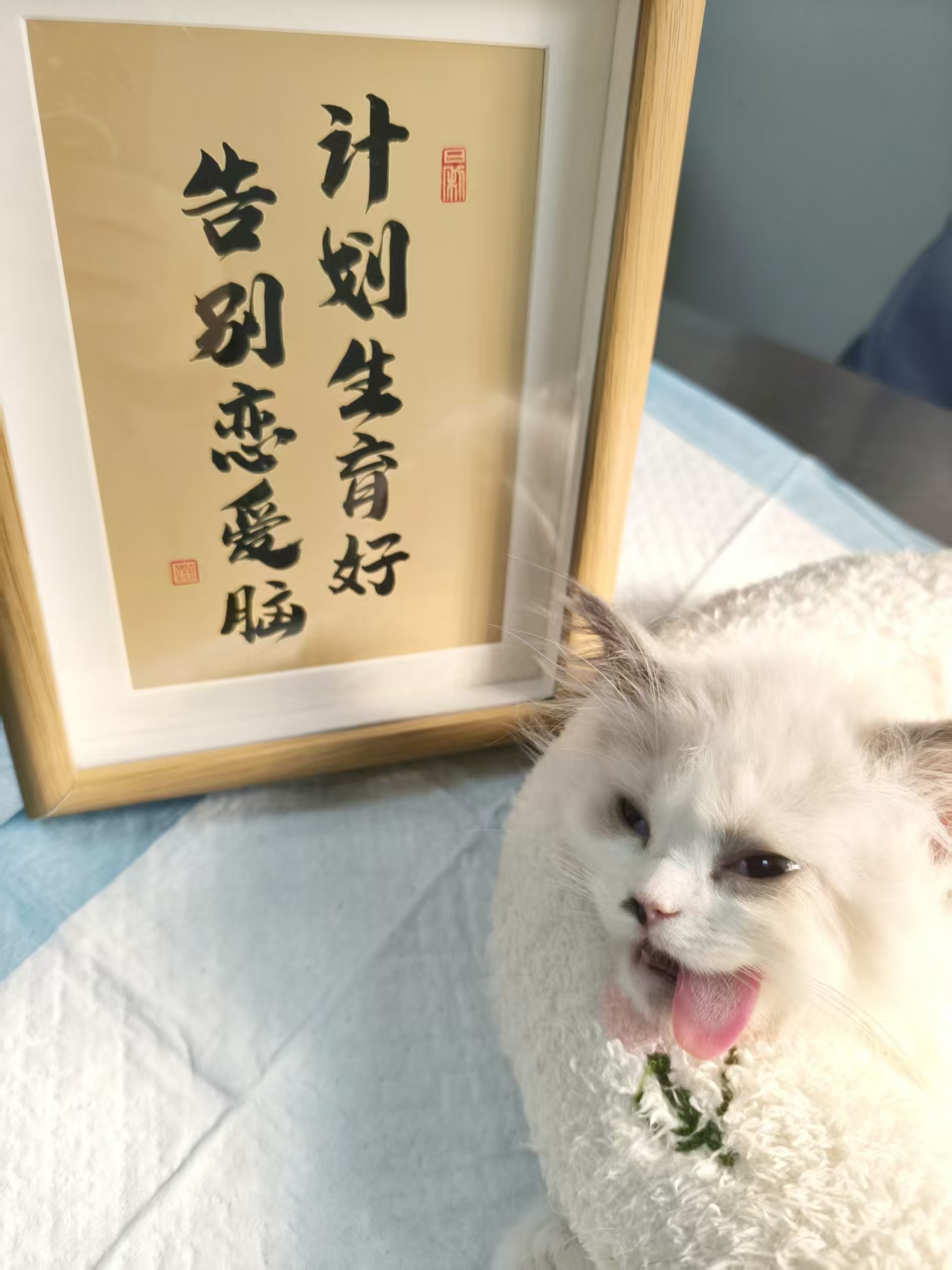 蓝黛｜Beryl