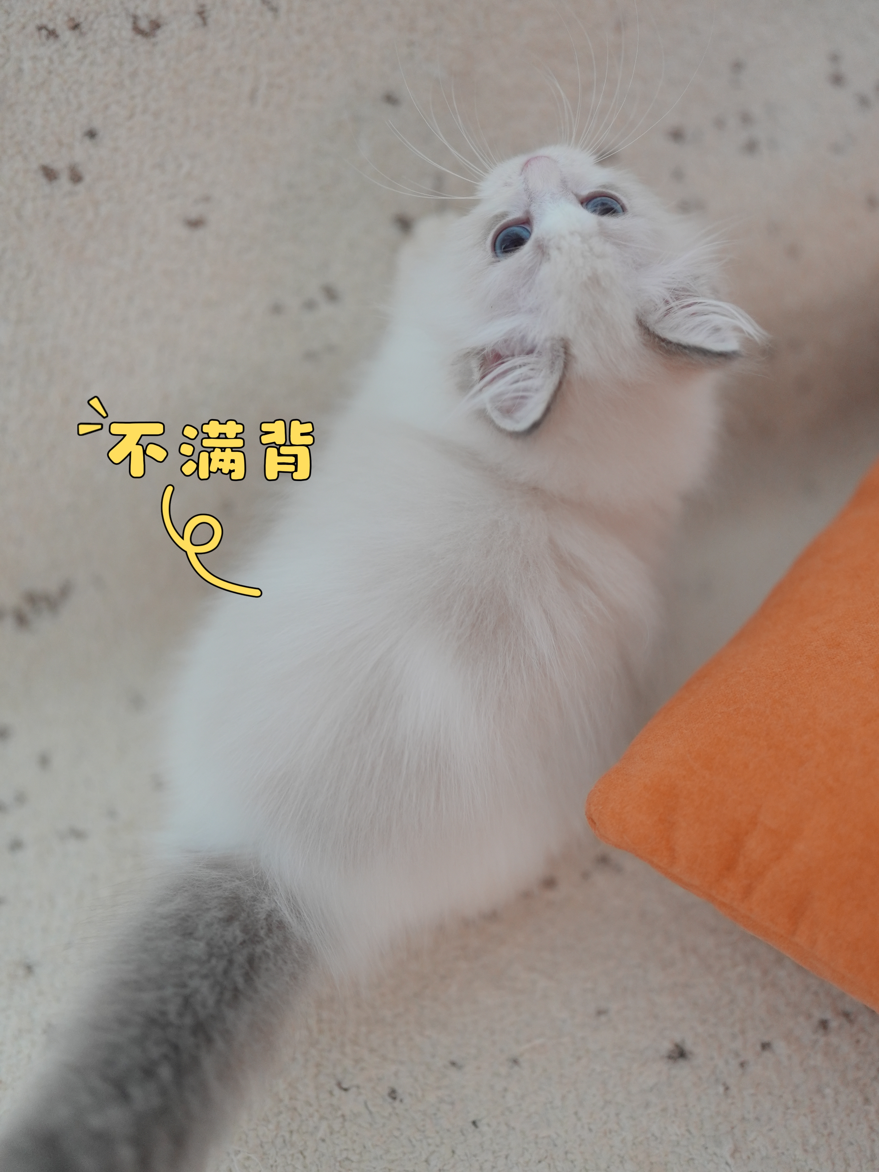 蓝爵｜Duke 6