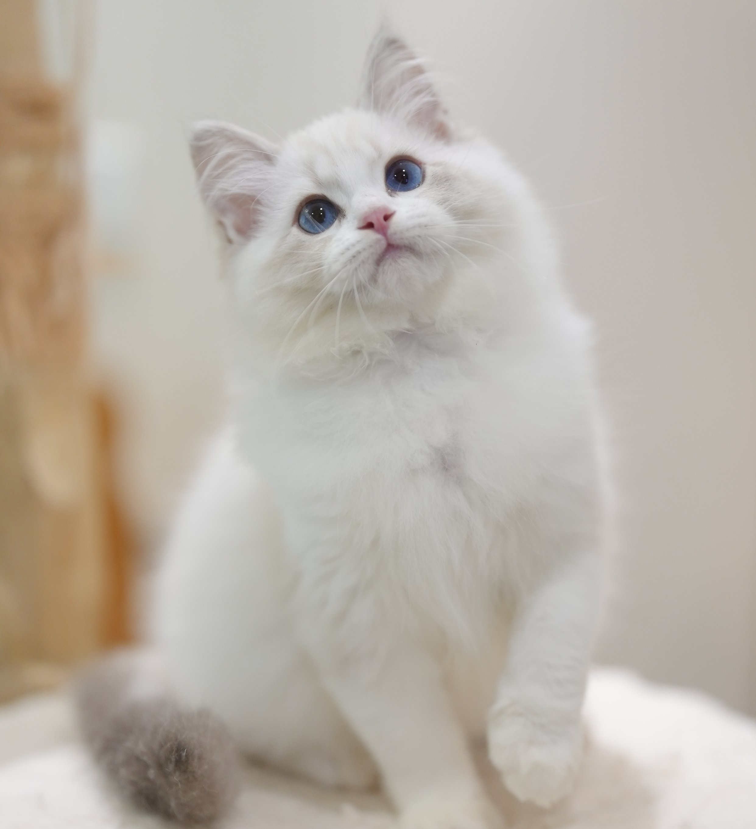 MissMeow｜布偶猫舍